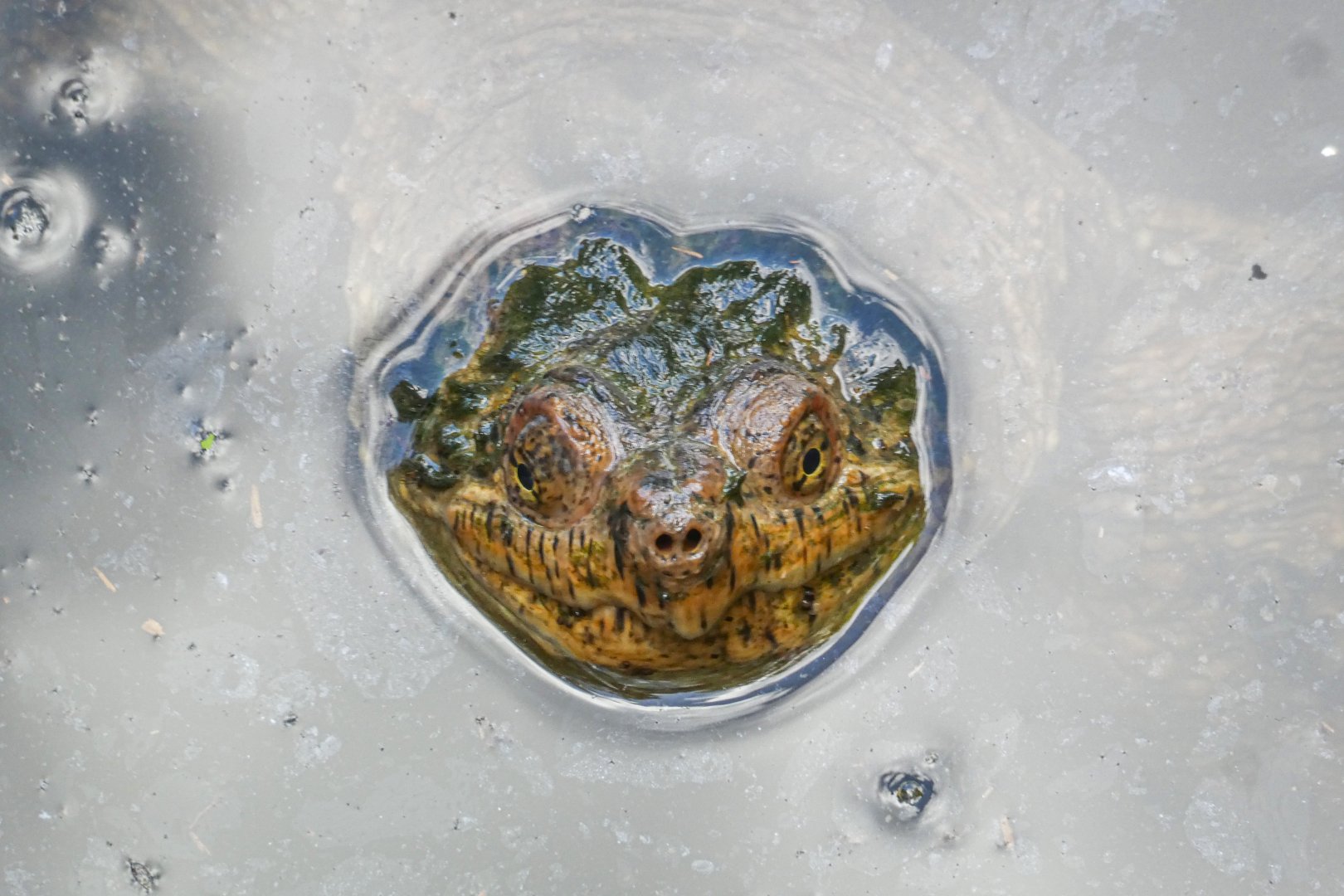 Aug. 2022 - Africa - Forest Edge - Snapping Turtle