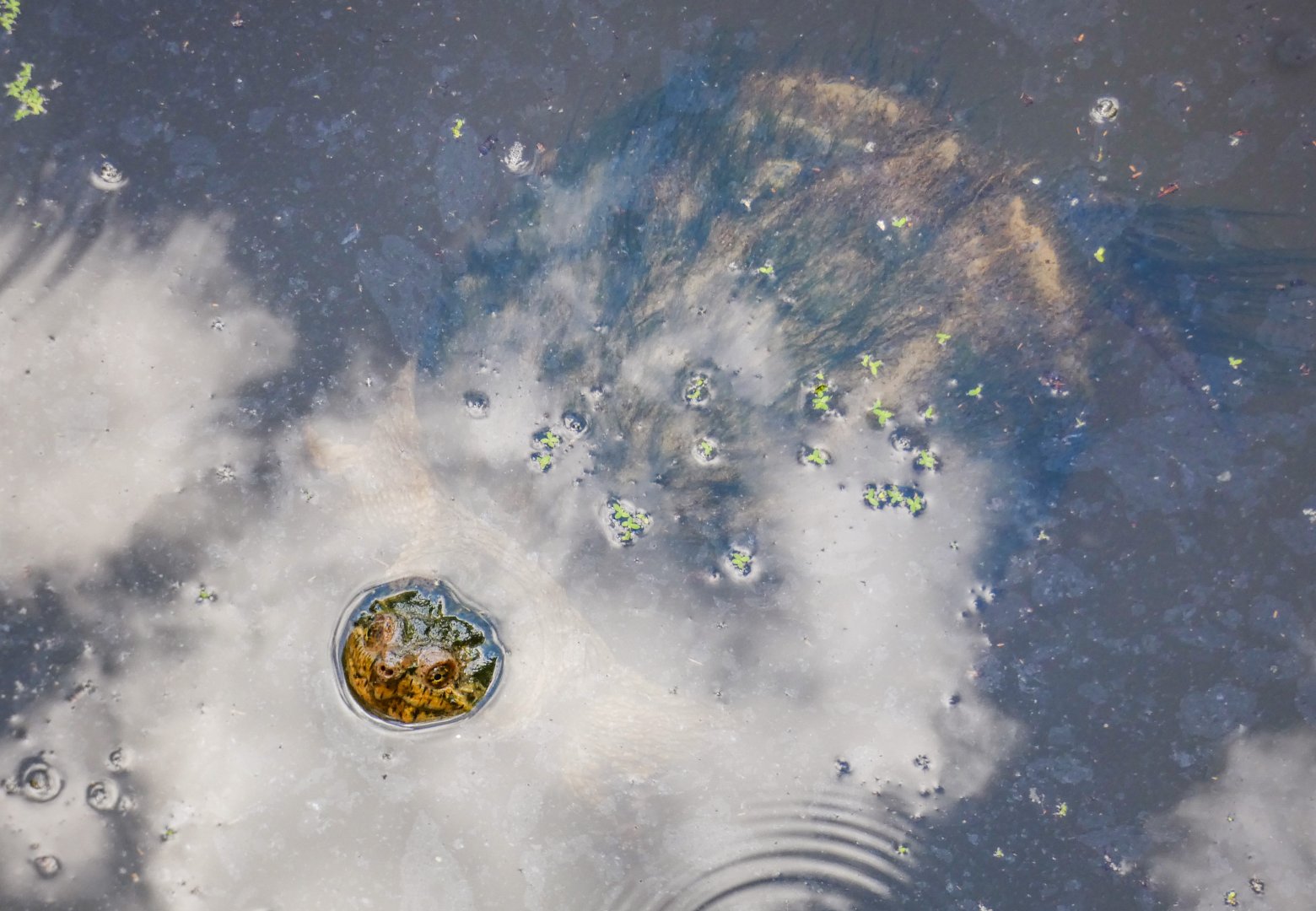 Aug. 2022 - Africa - Forest Edge - Snapping Turtle