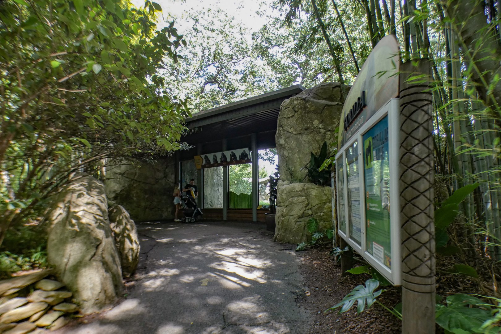 Aug. 2022 - Africa - Gorilla Exhibit (First Viewing)