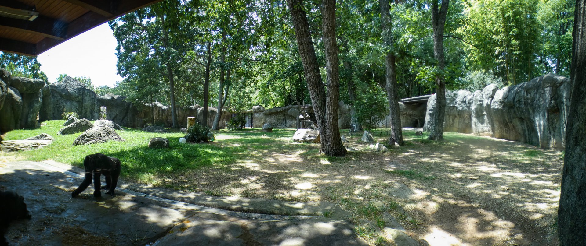Aug. 2022 - Africa - Gorilla Exhibit Panorama