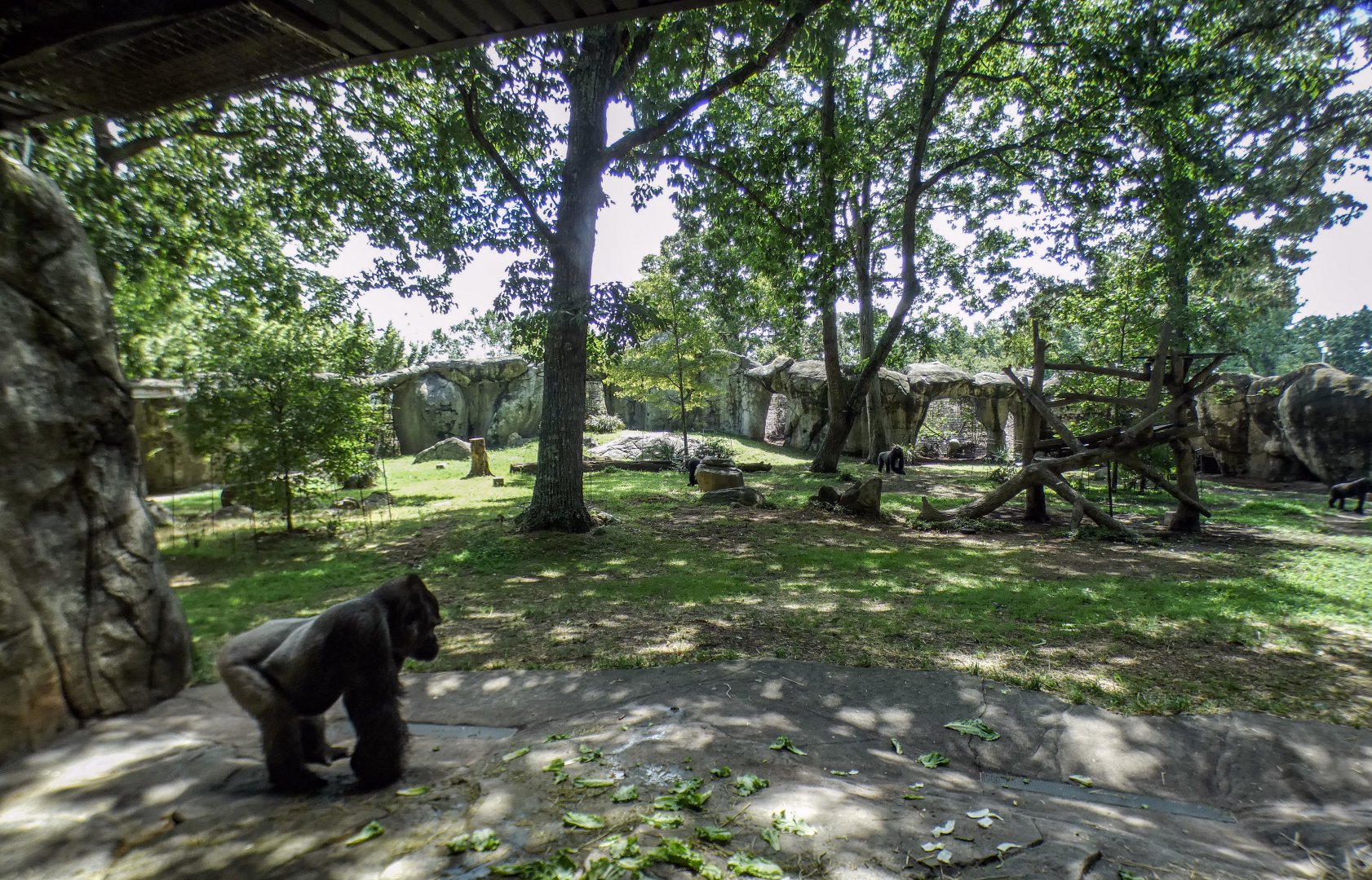 Aug. 2022 - Africa - Gorilla Exhibit