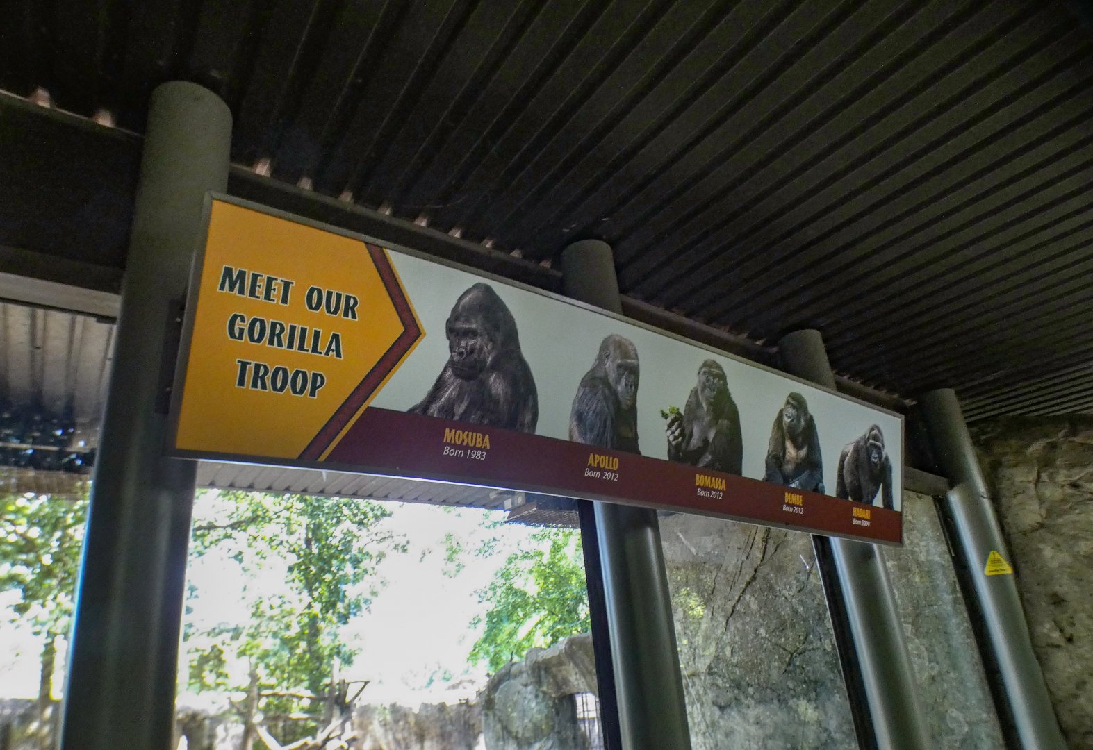 Aug. 2022 - Africa - Gorilla ID Signs