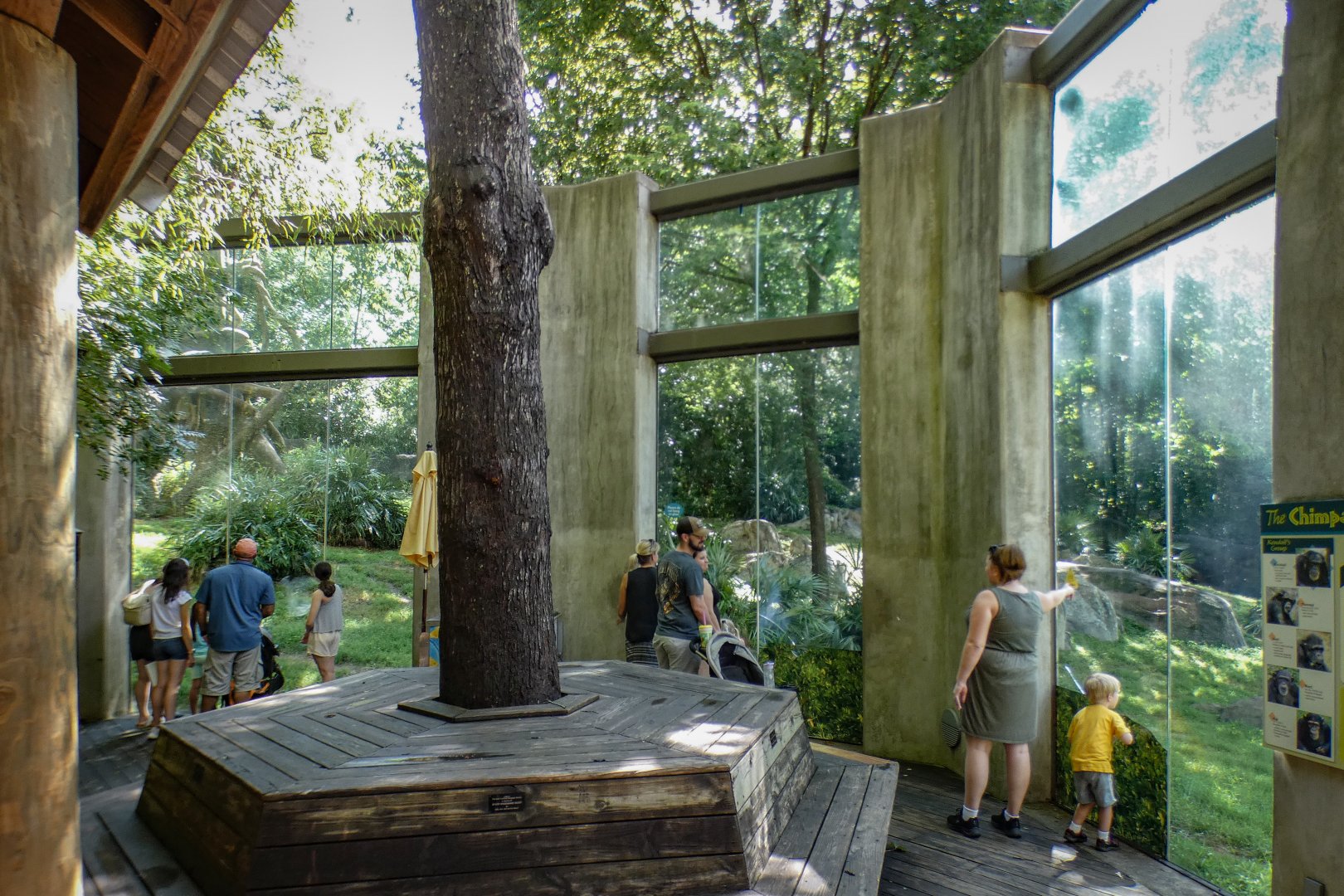 Aug. 2022 - Africa - Kitera Forest - Chimpanzee Exhibit Left Viewing