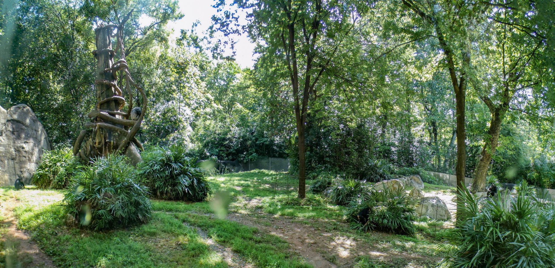 Aug. 2022 - Africa - Kitera Forest - Chimpanzee Exhibit Panorama