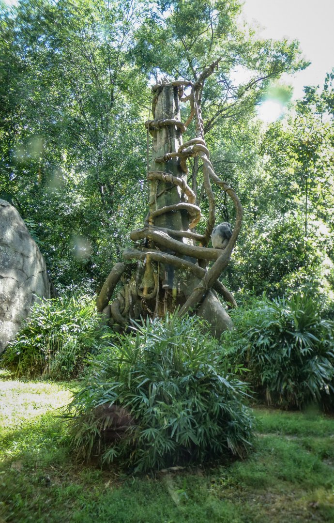 Aug. 2022 - Africa - Kitera Forest - Chimpanzee Exhibit