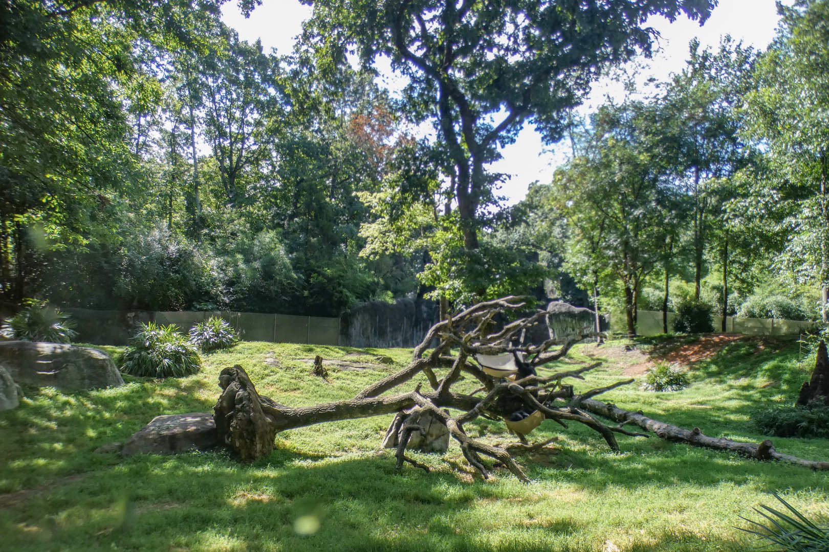 Aug. 2022 - Africa - Kitera Forest - Chimpanzee Exhibit