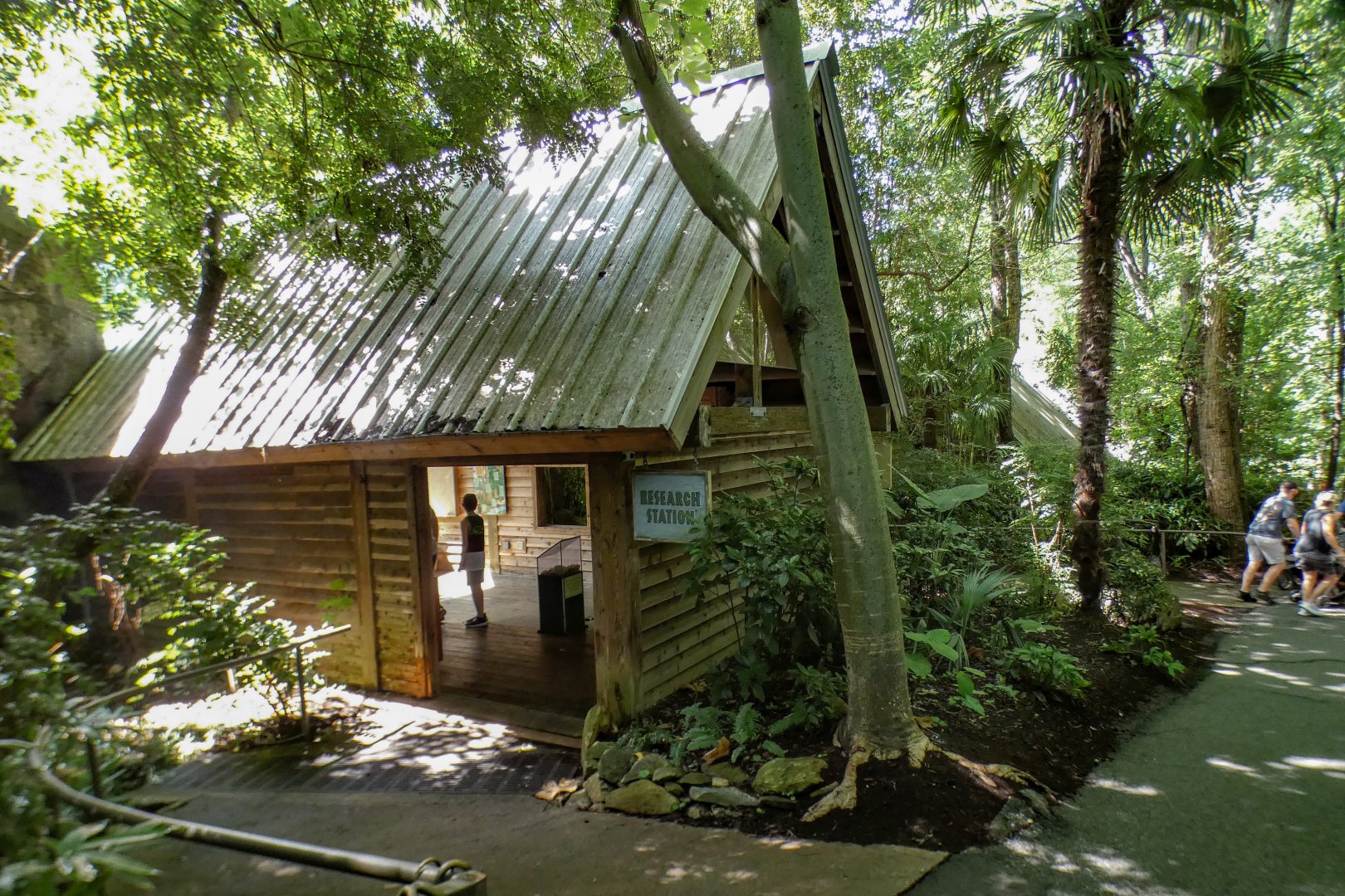 Aug. 2022 - Africa - Kitera Forest - Chimpanzee Research Station Viewing