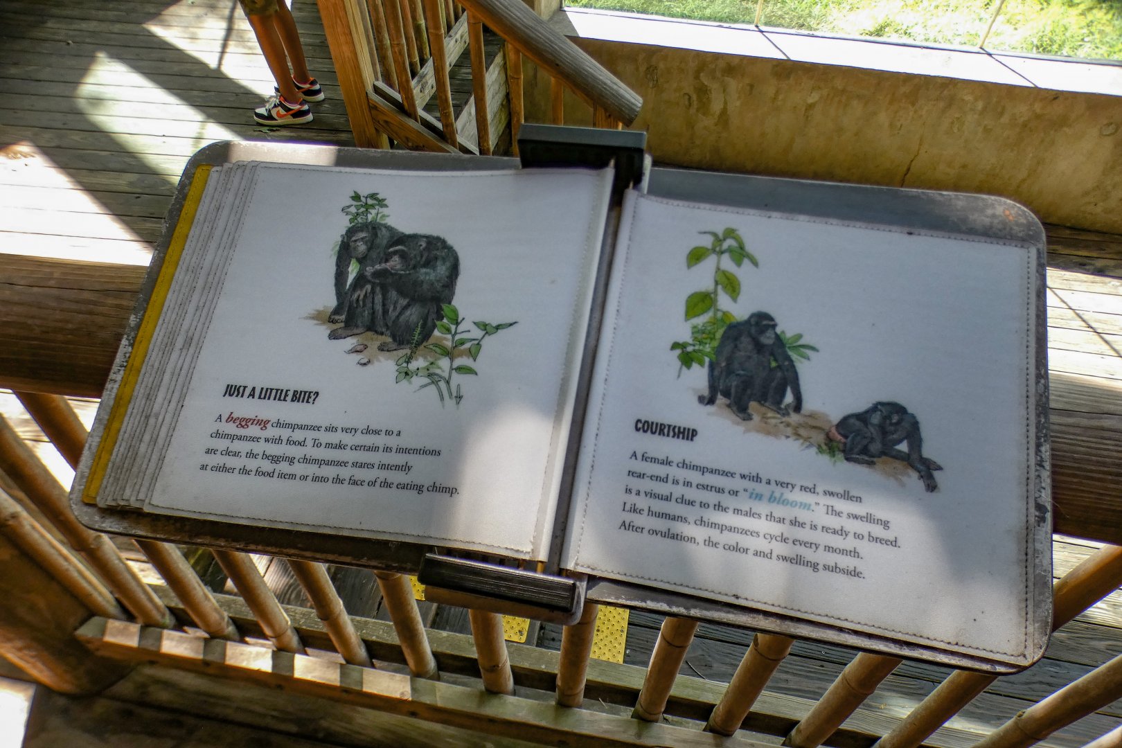 Aug. 2022 - Africa - Kitera Forest - Chimpanzee Signs