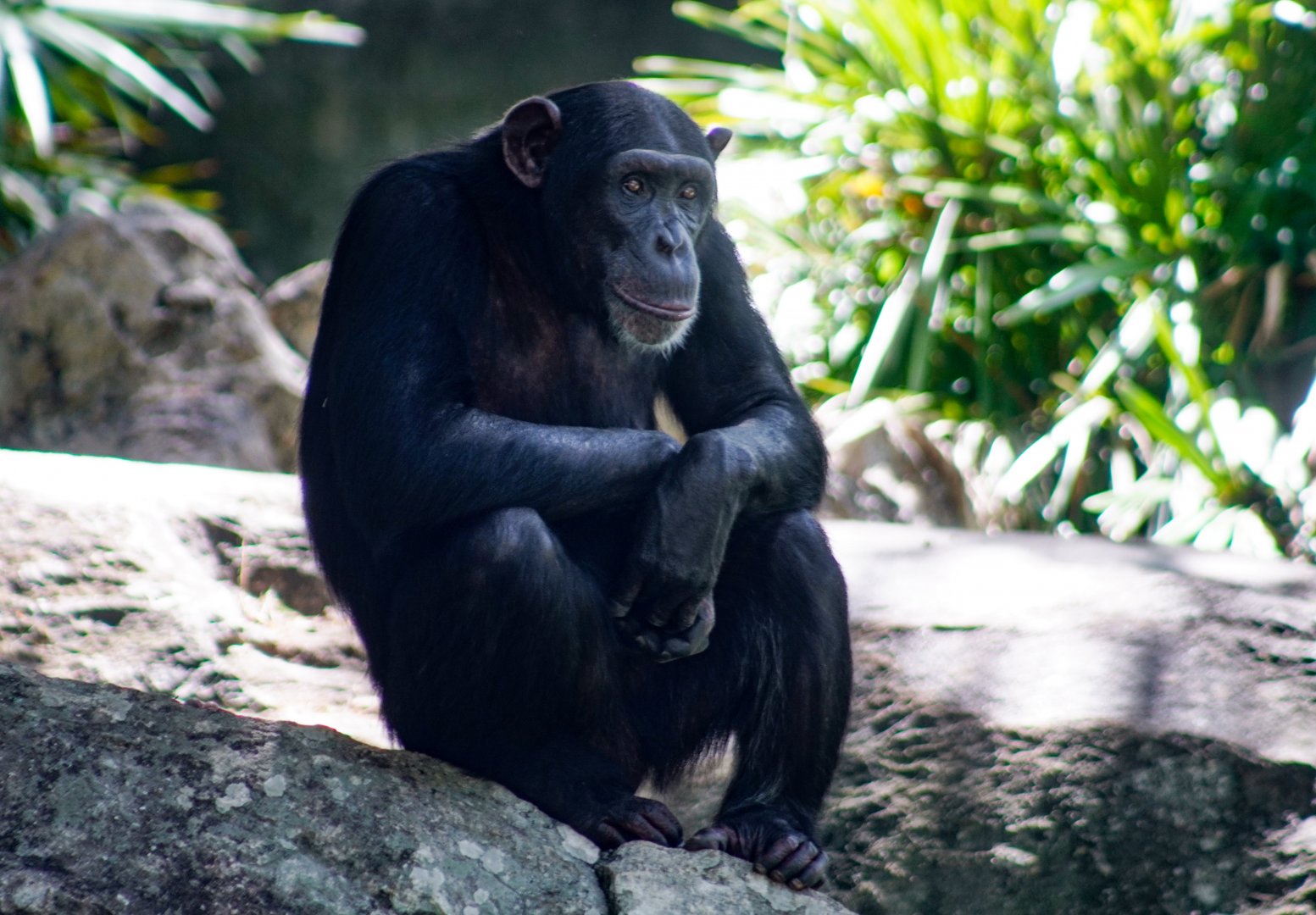 Aug. 2022 - Africa - Kitera Forest - Chimpanzee