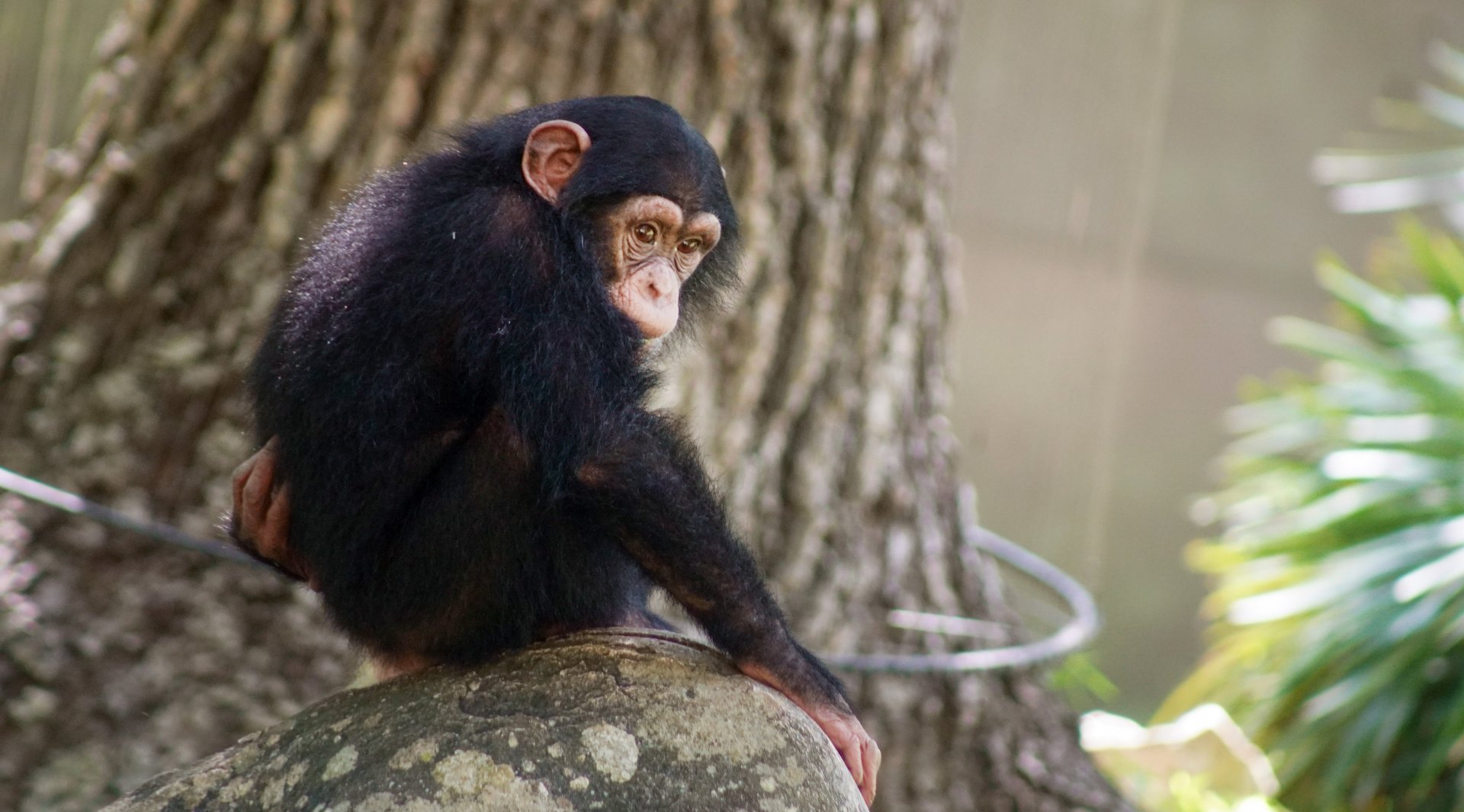 Aug. 2022 - Africa - Kitera Forest - Chimpanzee