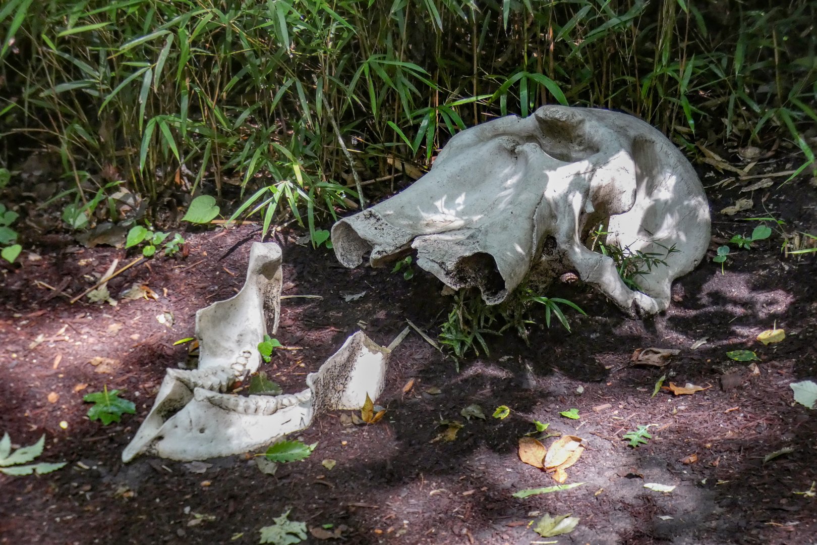 Aug. 2022 - Africa - Kitera Forest - Elephant Skull