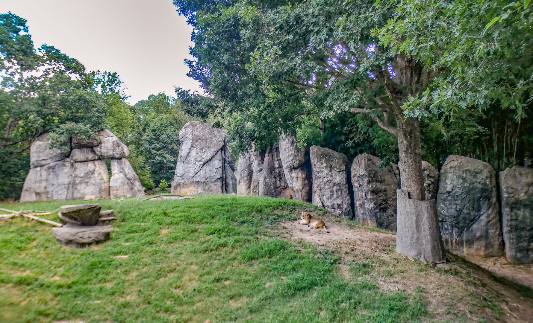 Aug. 2022 - Africa - Lion Exhibit