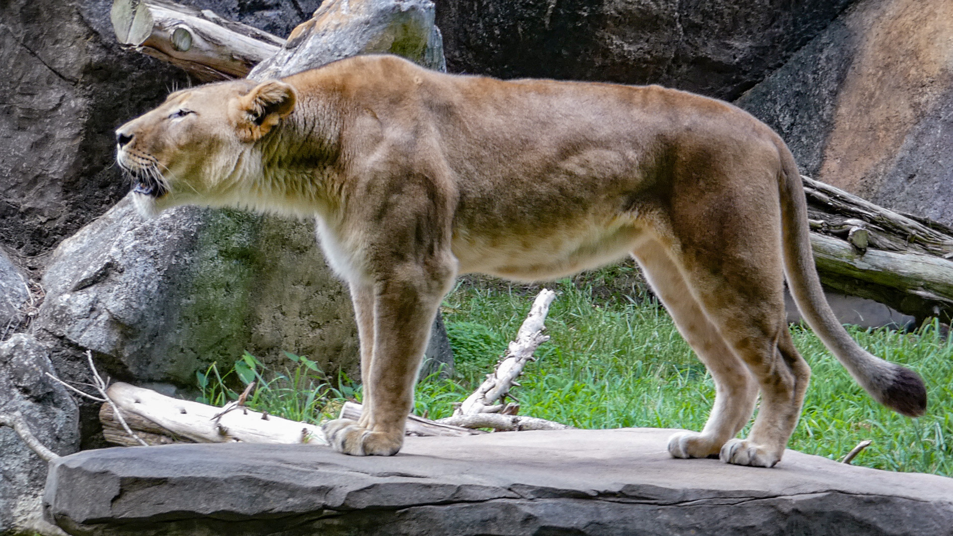 Aug. 2022 - Africa - Mekita Roaring