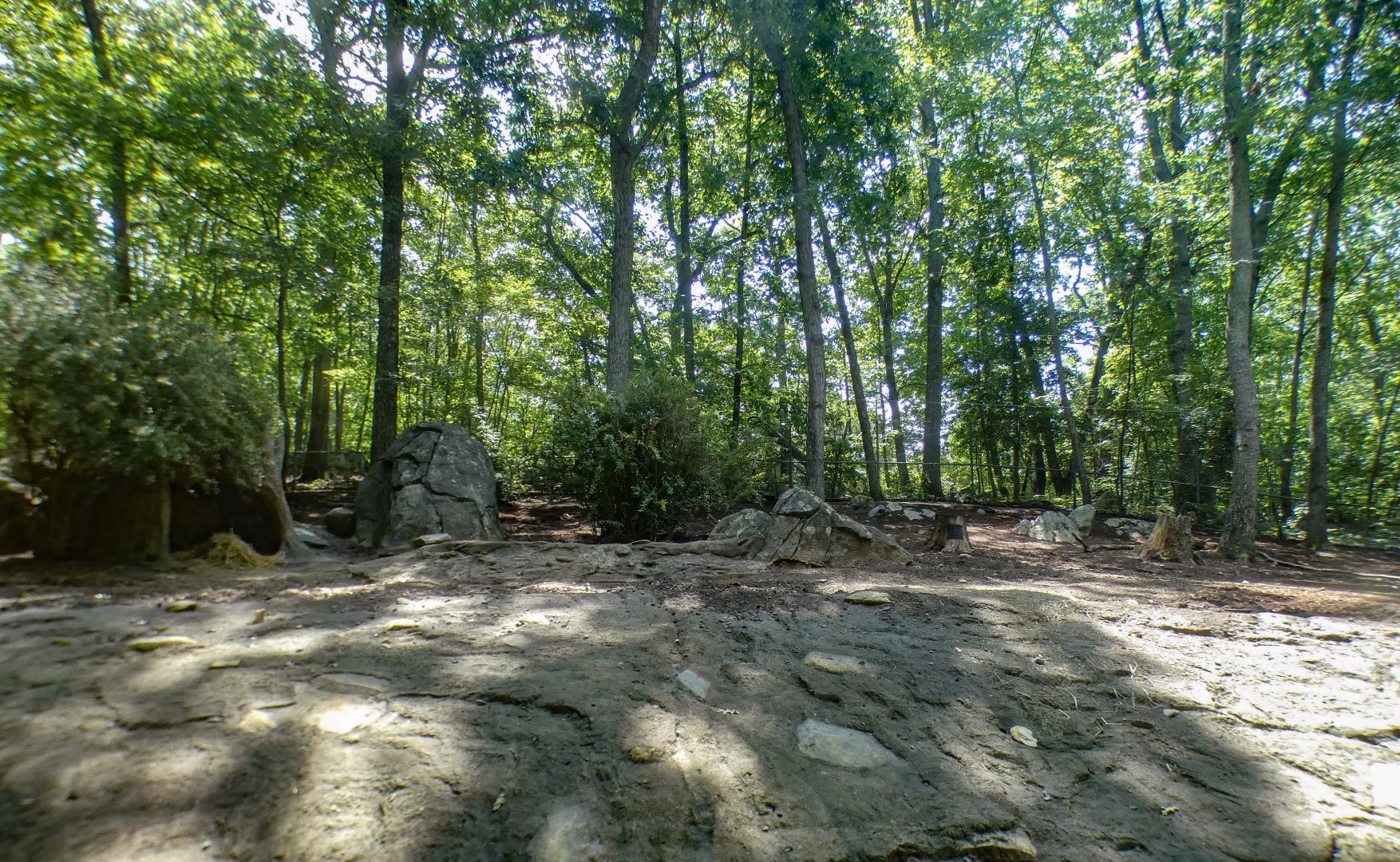 Aug. 2022 - Africa - Red River Hog Exhibit (1/3 of it)