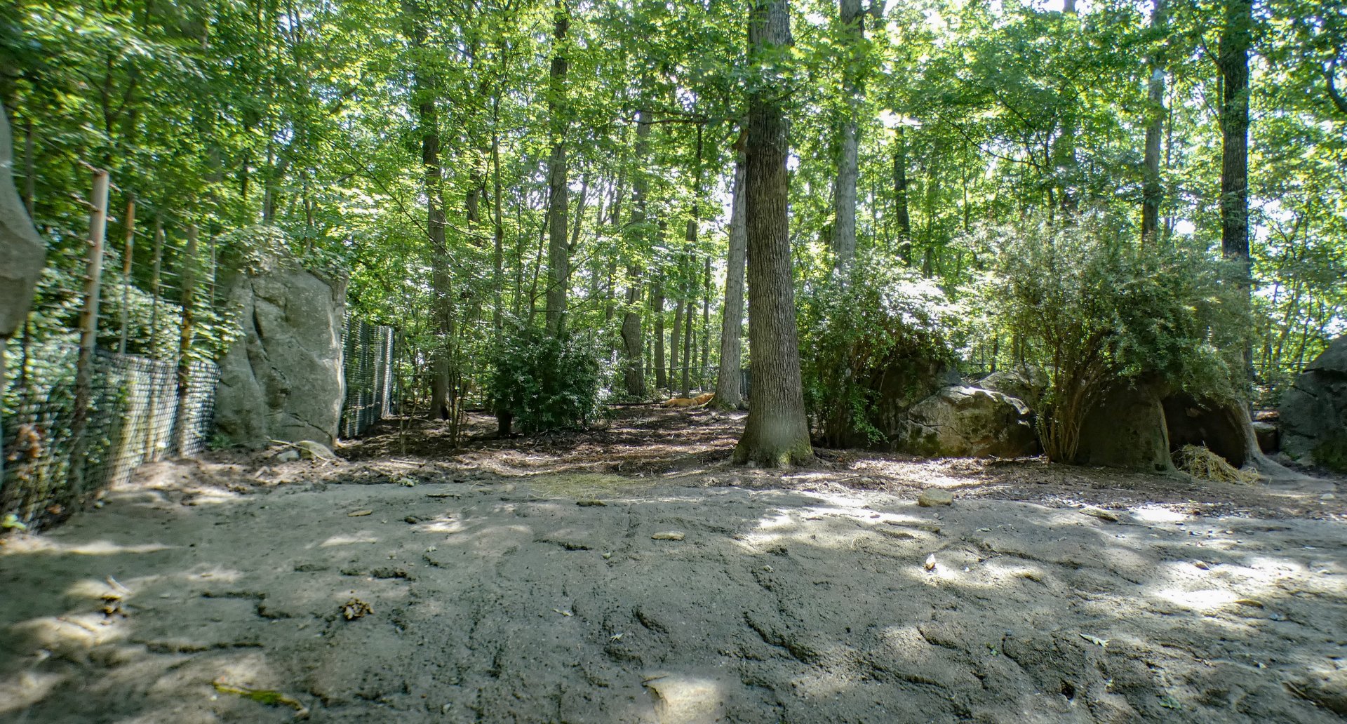 Aug. 2022 - Africa - Red River Hog Exhibit (1/3 of it)