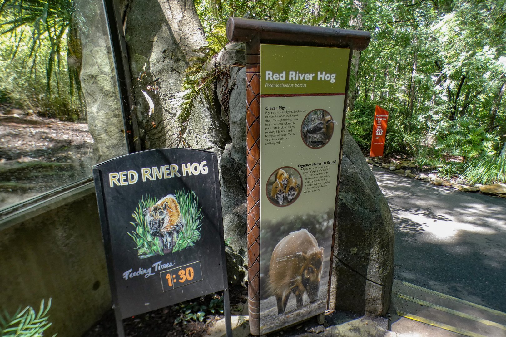 Aug. 2022 - Africa - Red River Hog Sign