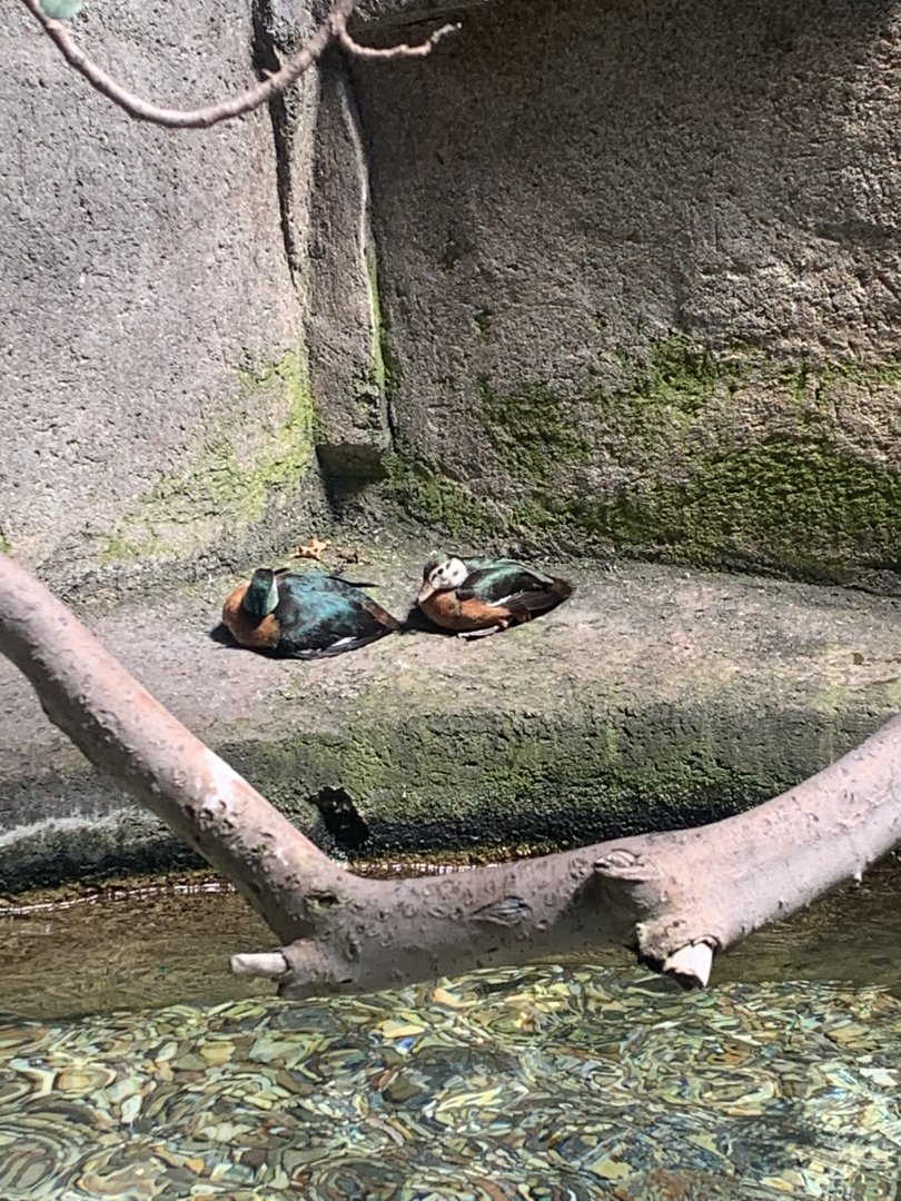 Aug. 2022- African pygmy geese