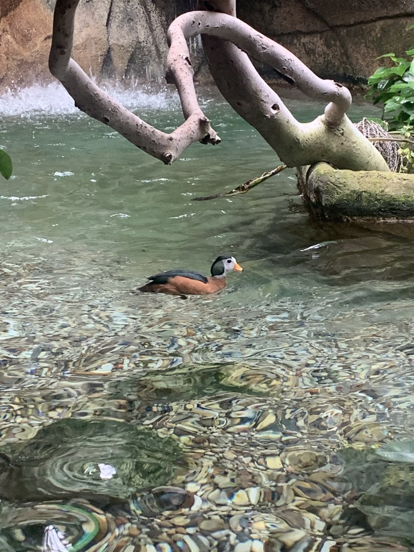 Aug. 2022- African pygmy goose