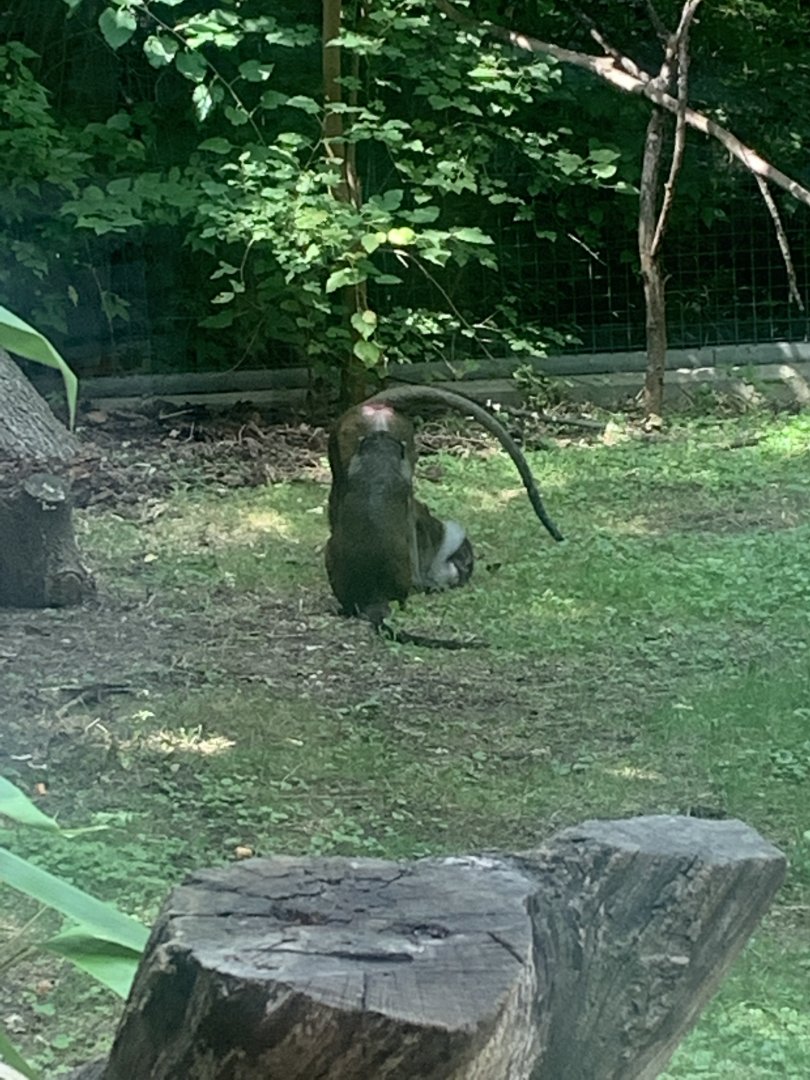 Aug. 2022- Allen’s swamp monkeys