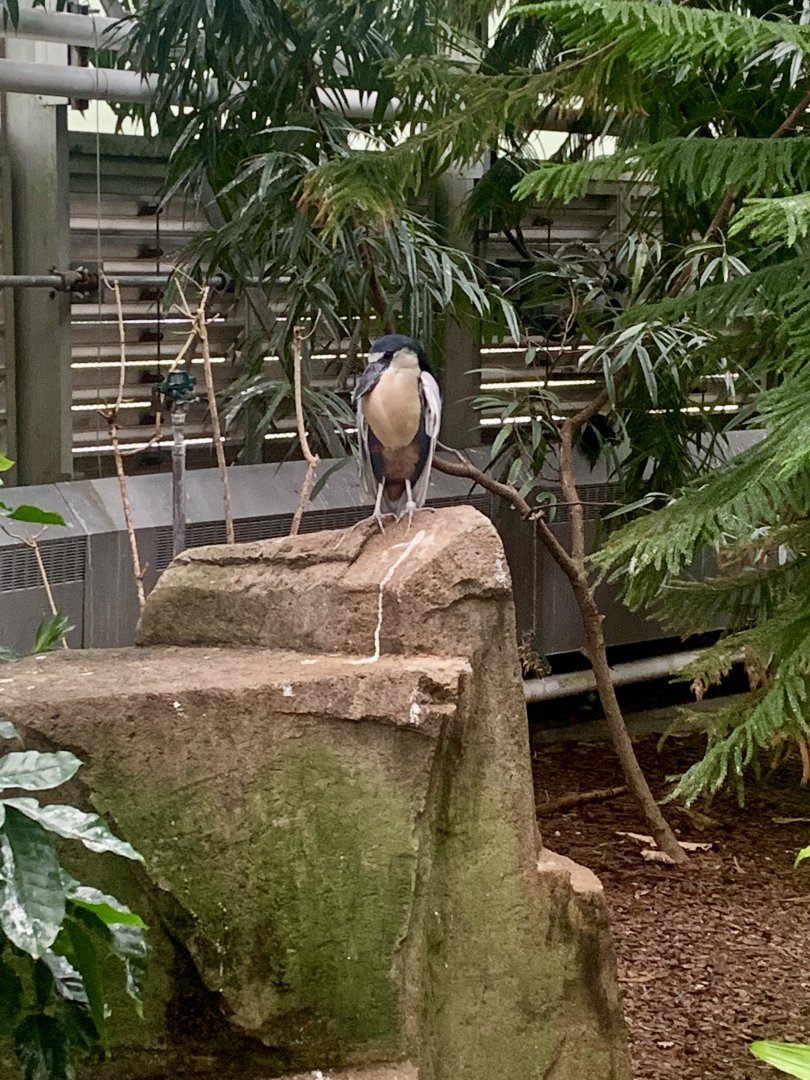 Aug. 2022- Boat-billed heron