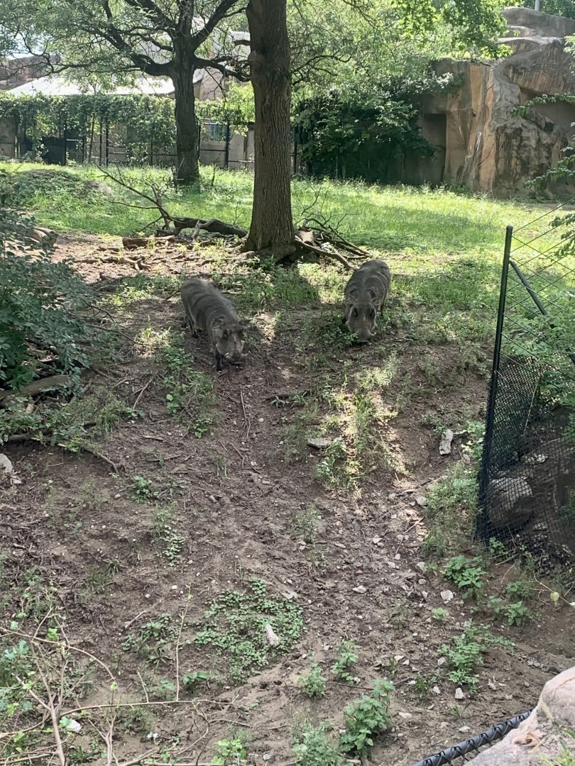 Aug. 2022- Common warthogs