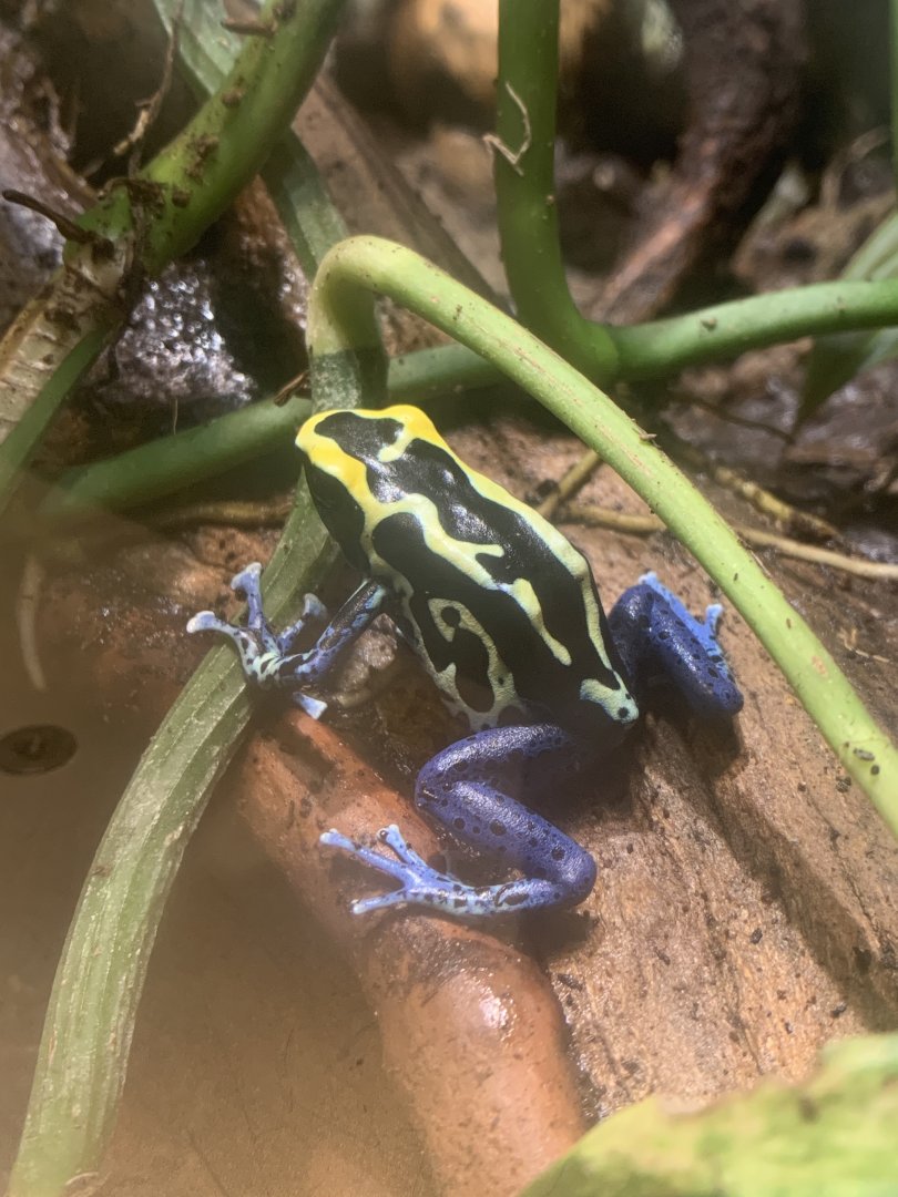 Aug. 2022- Dyeing poison frog