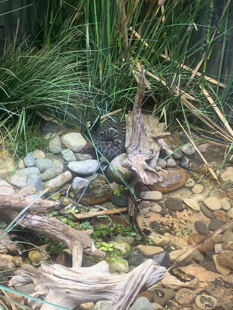 Aug. 2022- Eastern massasauga