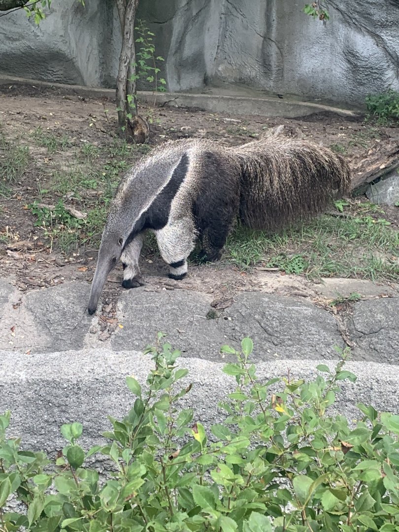 Aug. 2022- Giant anteater
