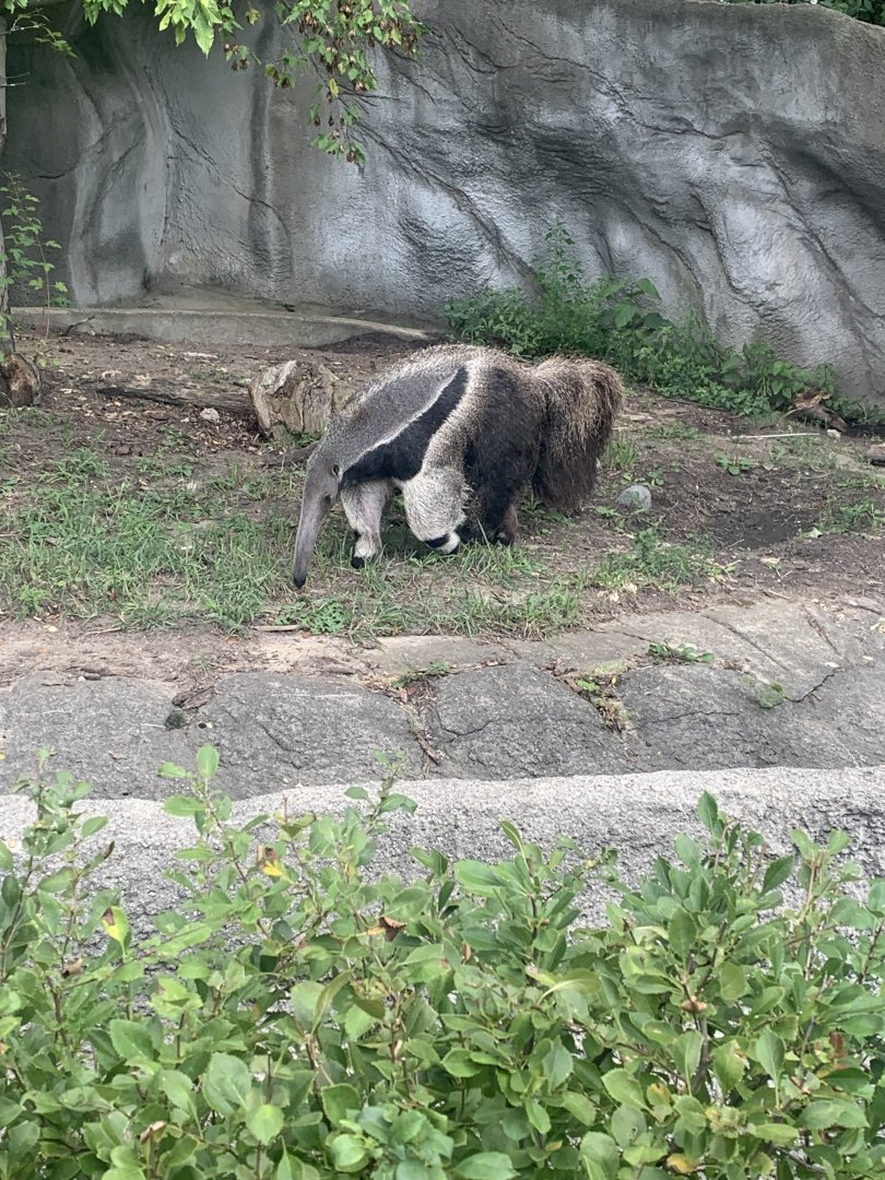 Aug. 2022- Giant anteater
