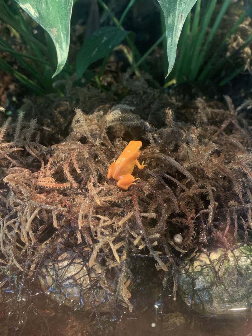 Aug. 2022- Golden mantella