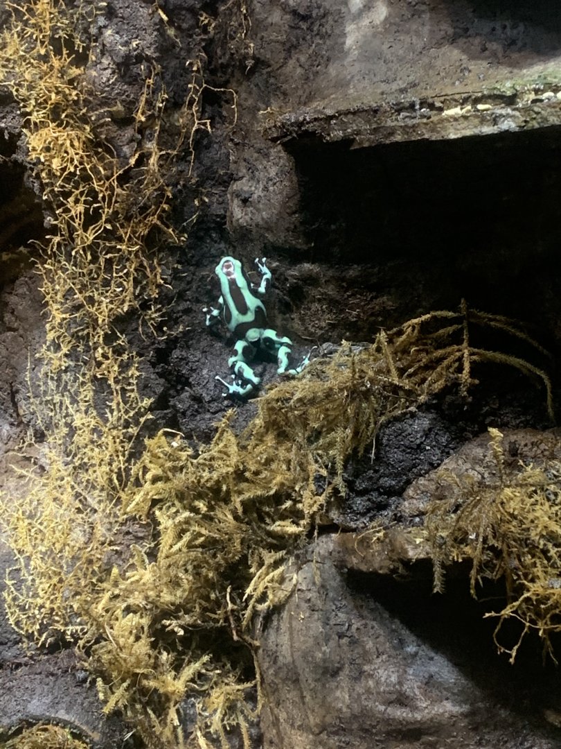 Aug. 2022- Green and black poison dart frog