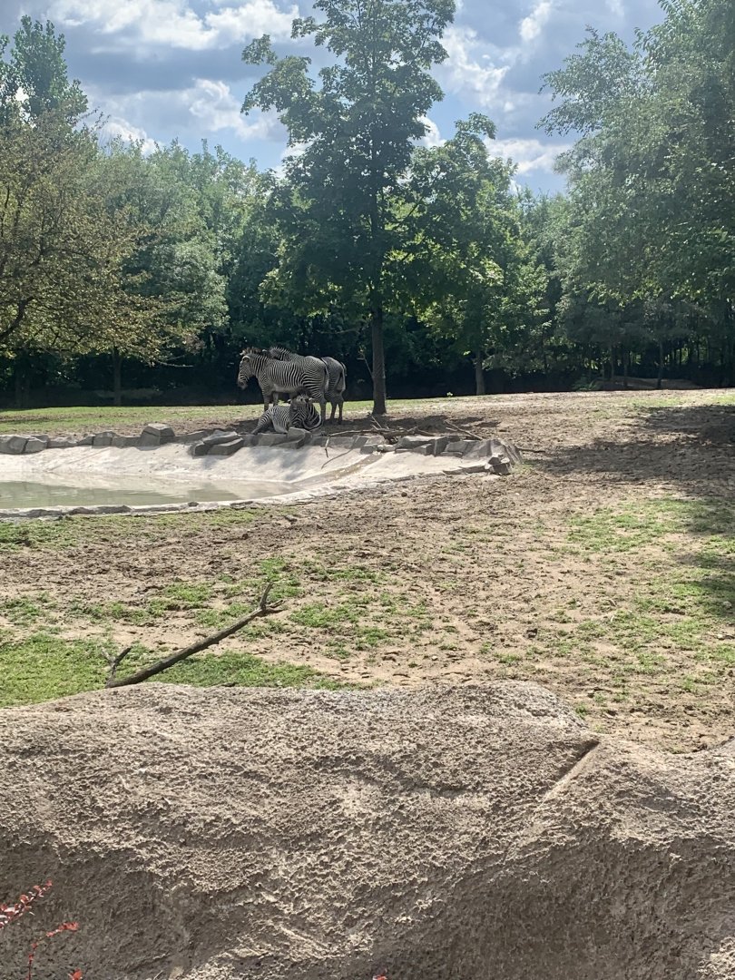 Aug. 2022- Grevy’s zebras
