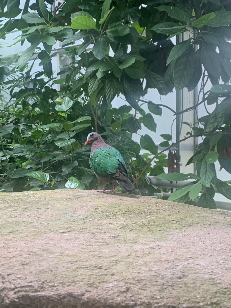 Aug. 2022- Grey-capped emerald dove