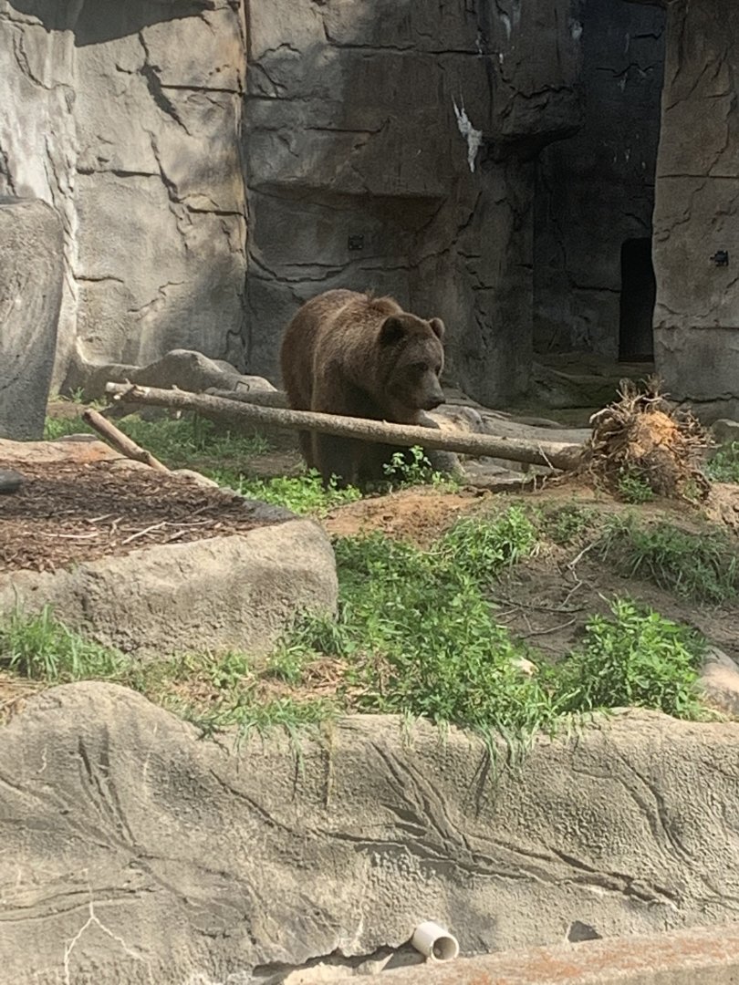 Aug. 2022- Grizzly bear