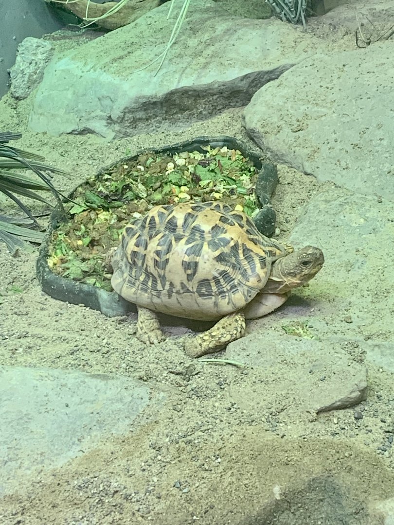 Aug. 2022- Indian star tortoise