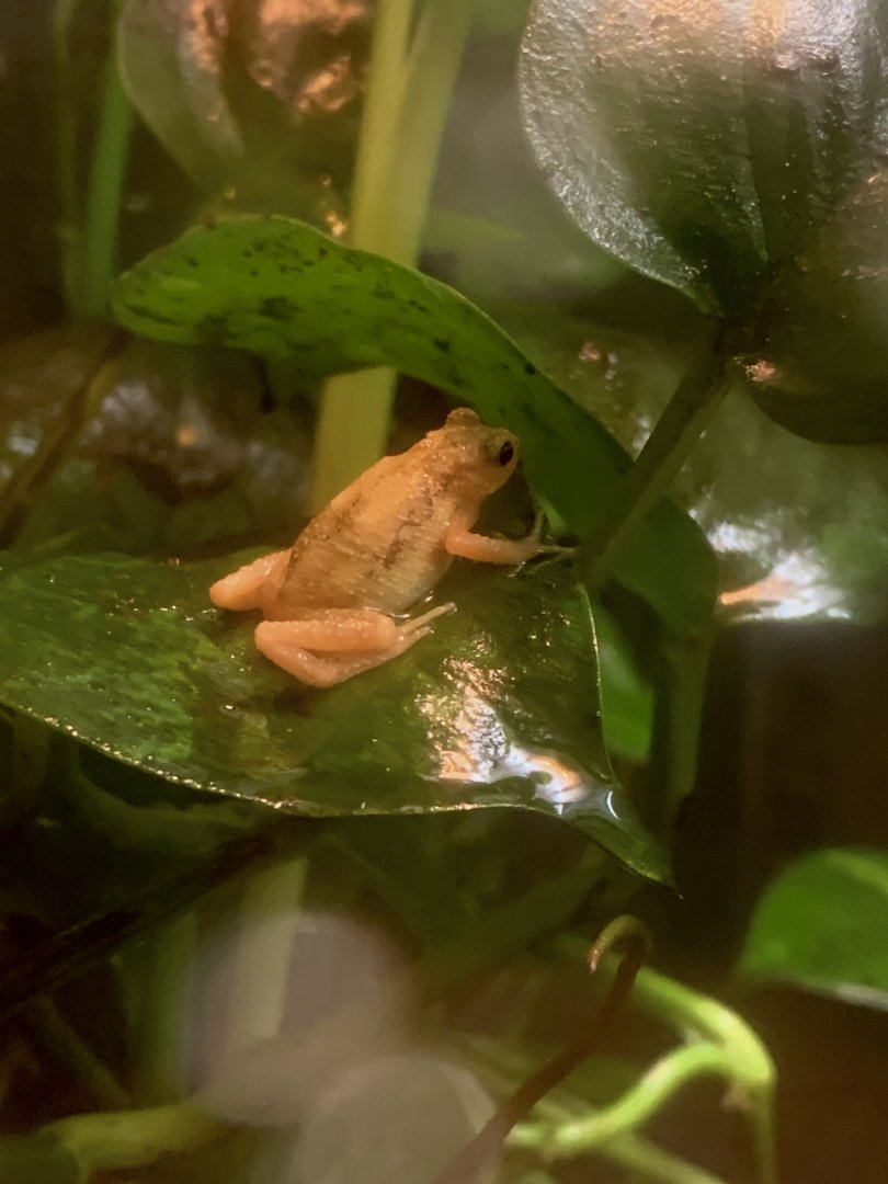 Aug. 2022- Kihansi spray toad