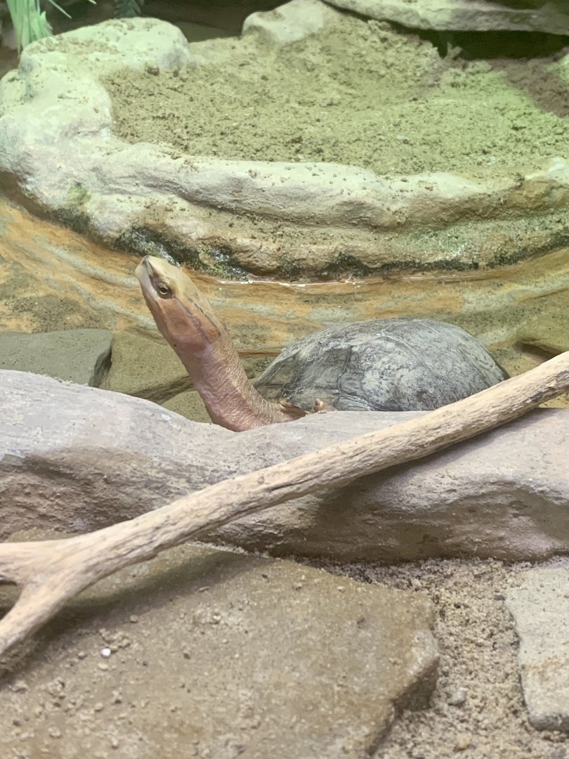 Aug. 2022- McCord’s box turtle