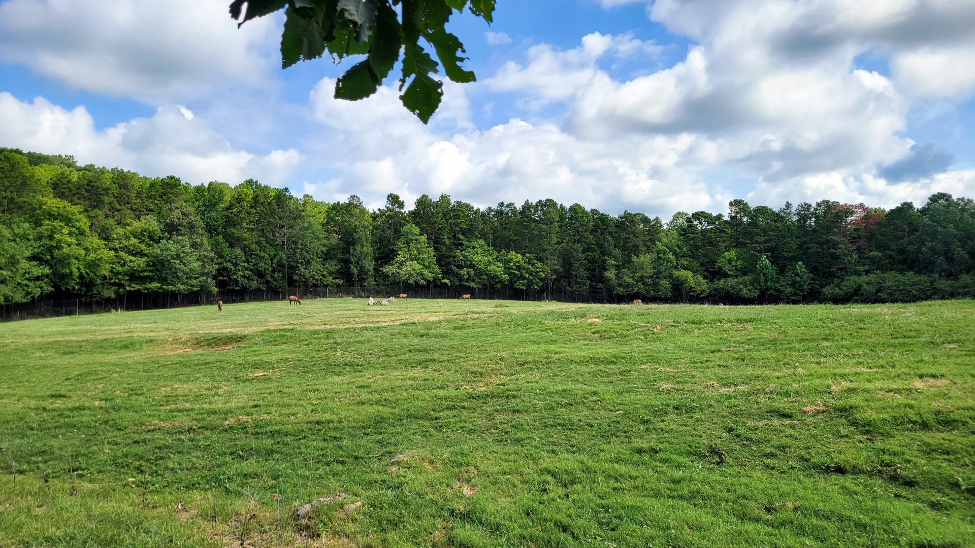 Aug. 2022 - North America: Prairie - 9+ Acre Bison/Elk Exhibit