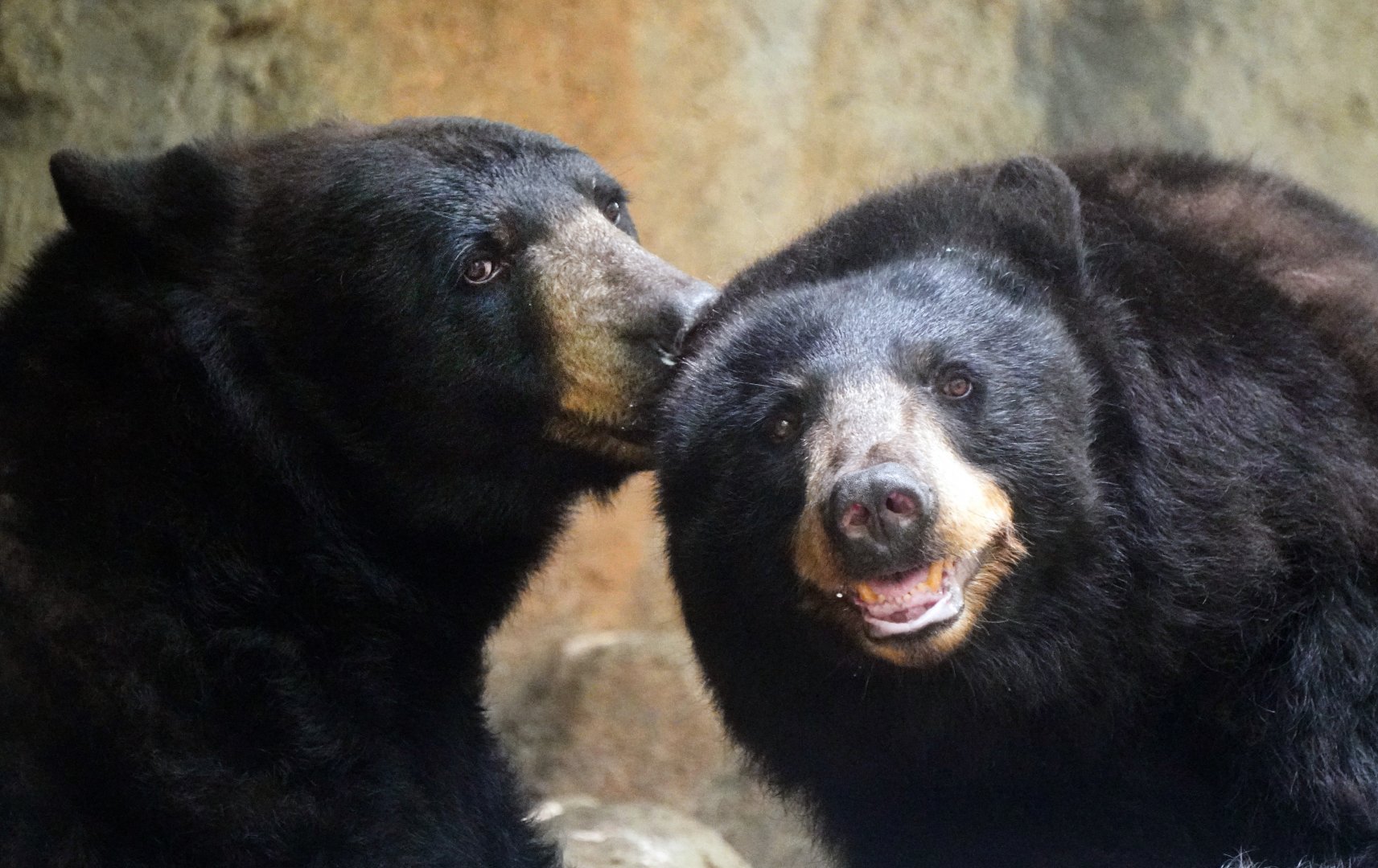 Aug. 2022 - North America: Prairie - Black Bears Luna and Nova
