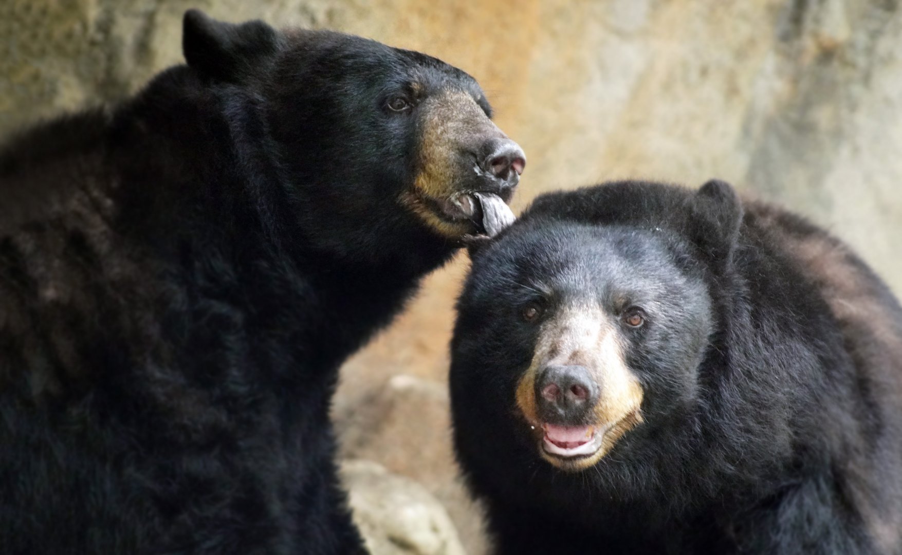 Aug. 2022 - North America: Prairie - Black Bears Luna and Nova