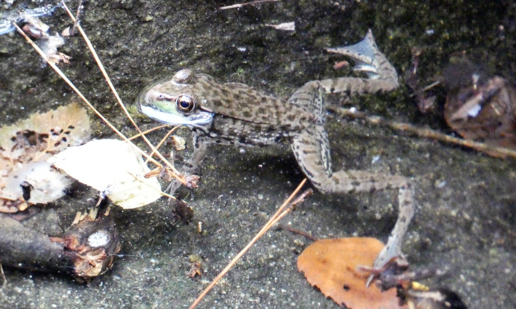 Aug. 2022 - North America: Prairie - Bullfrog in Black Bear Exhibit