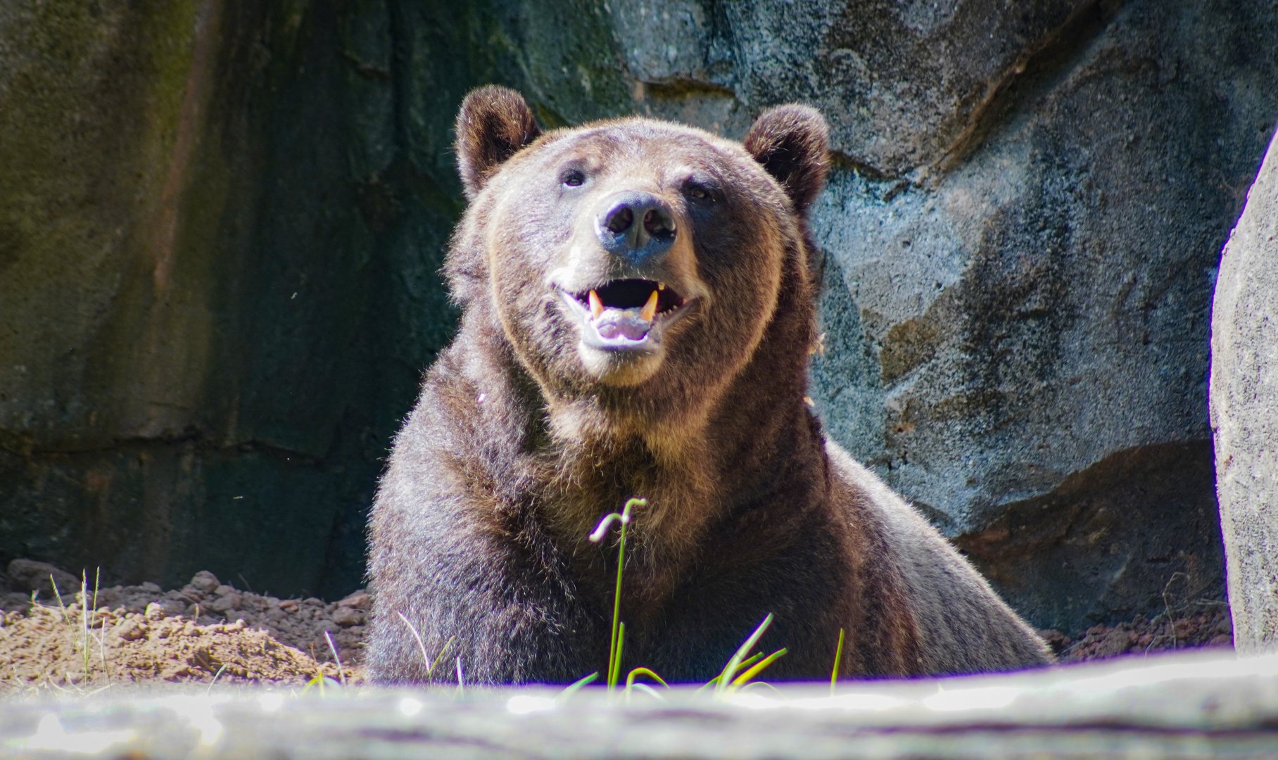 Aug. 2022 - North America: Prairie - Grizzly Bear (Ronan)