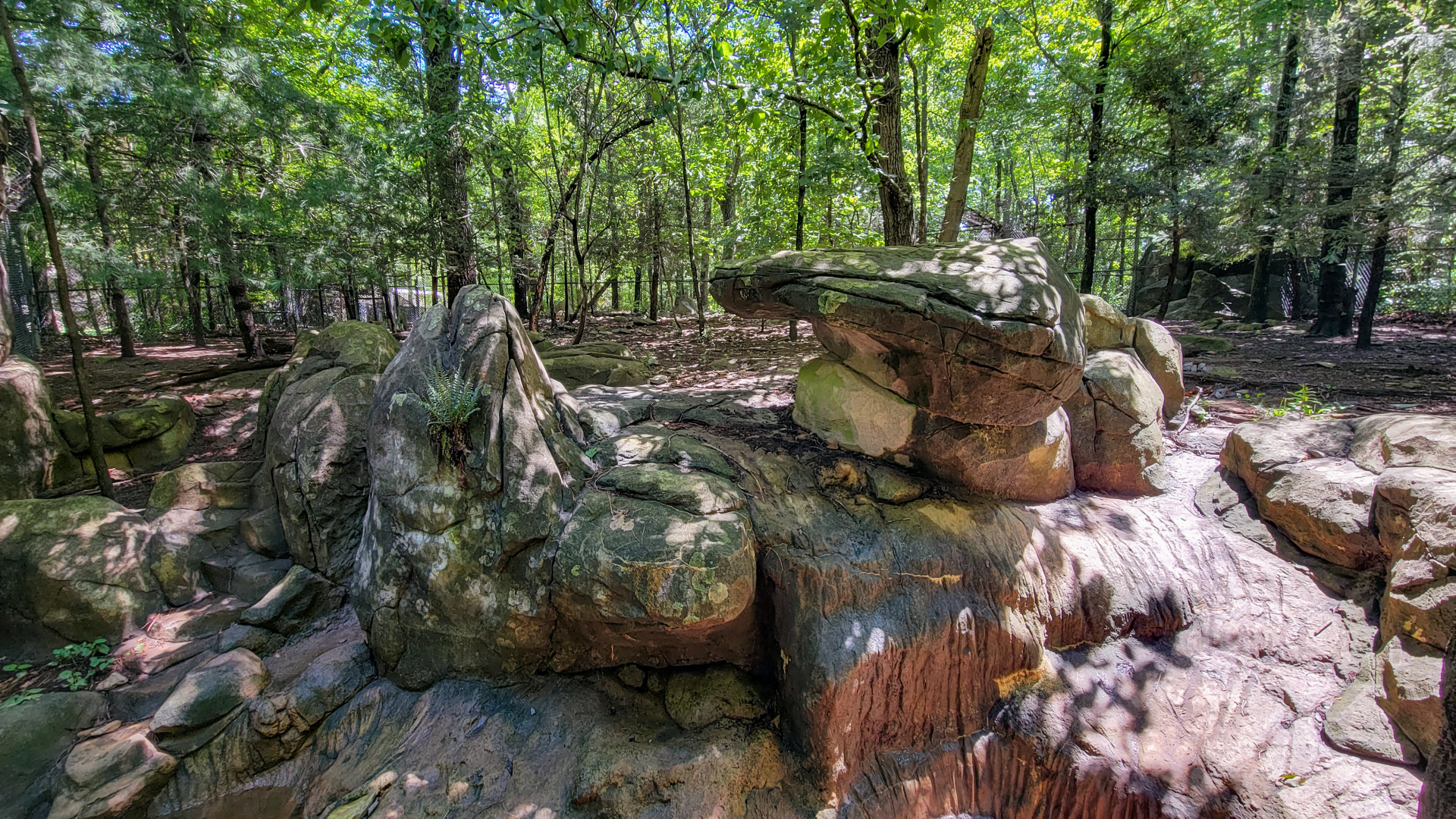 Aug. 2022 - North America: Prairie - Red Wolf Exhibit