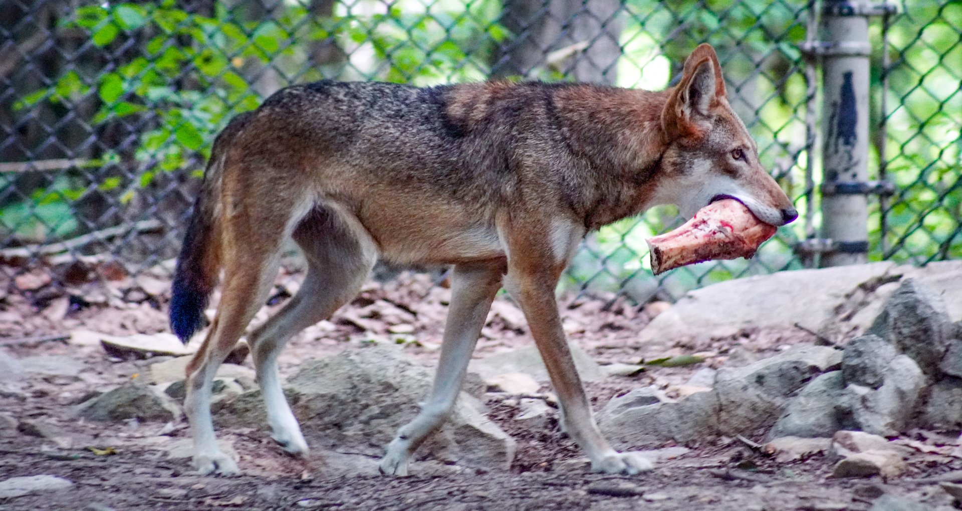 Aug. 2022 - North America: Prairie - Red Wolf