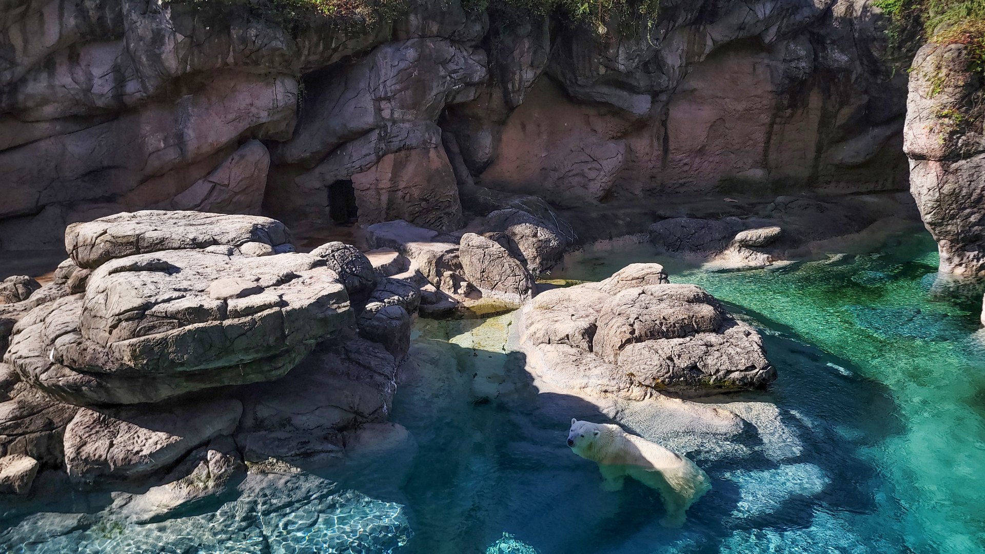 Aug. 2022 - North America: Rocky Coast - Original Polar Bear Exhibit (4,400 square feet)
