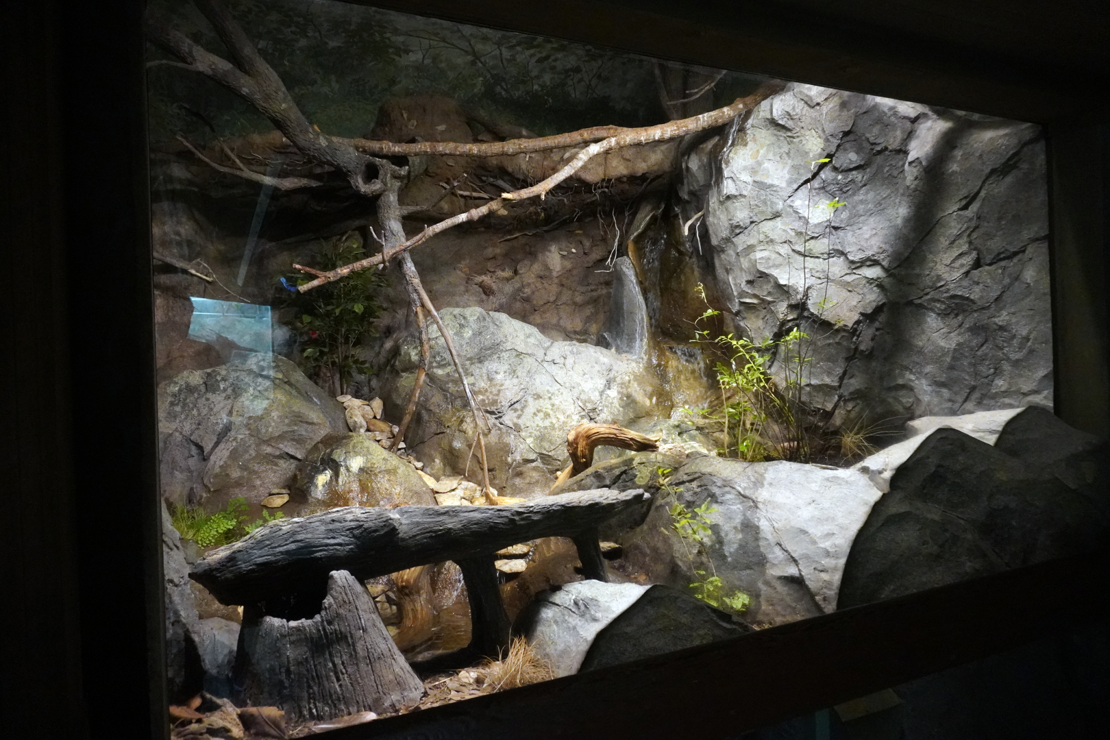 Aug. 2022 - North America: Streamside - Barred Owl Exhibit