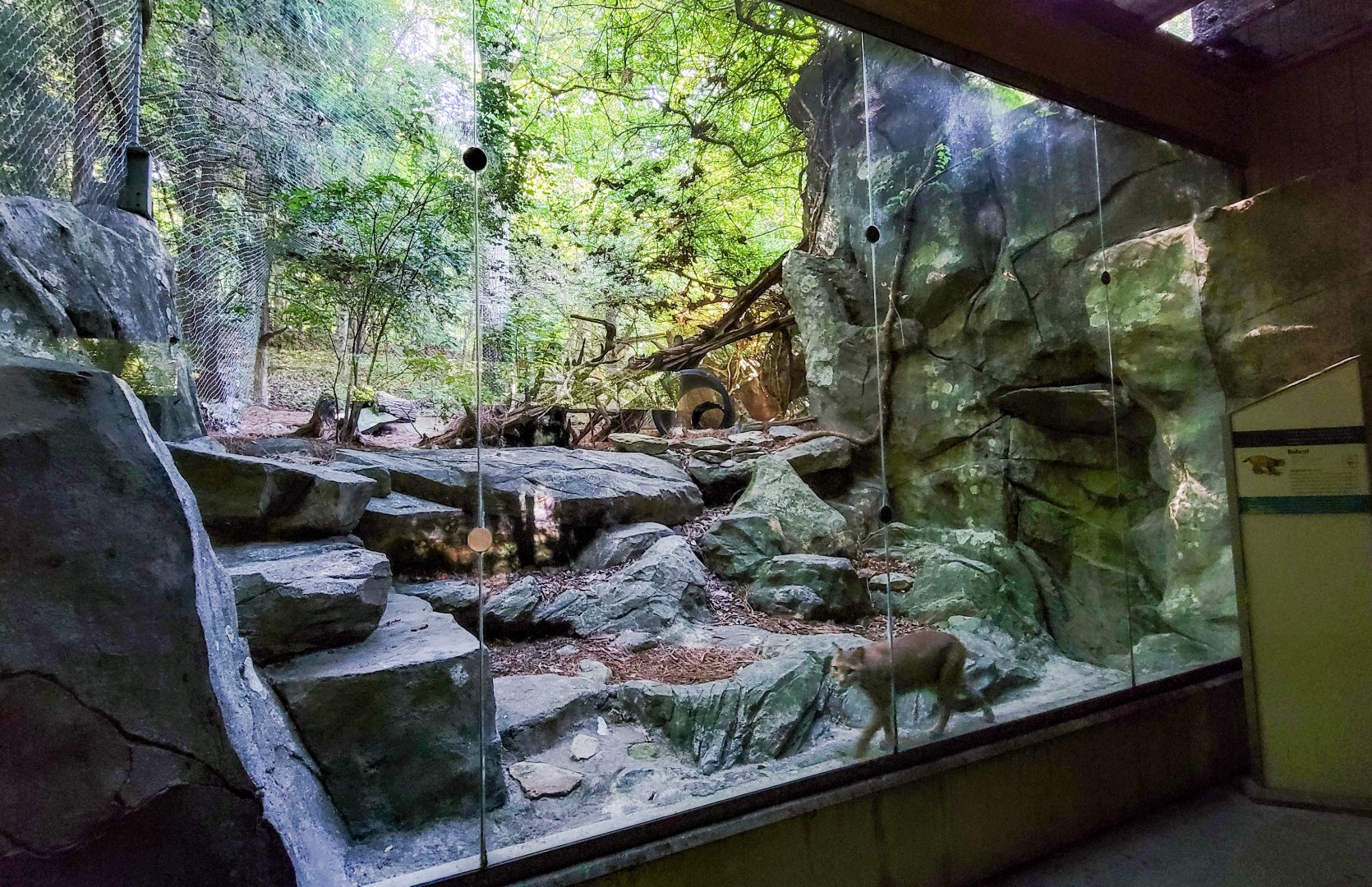 Aug. 2022 - North America: Streamside - Bobcat Exhibit
