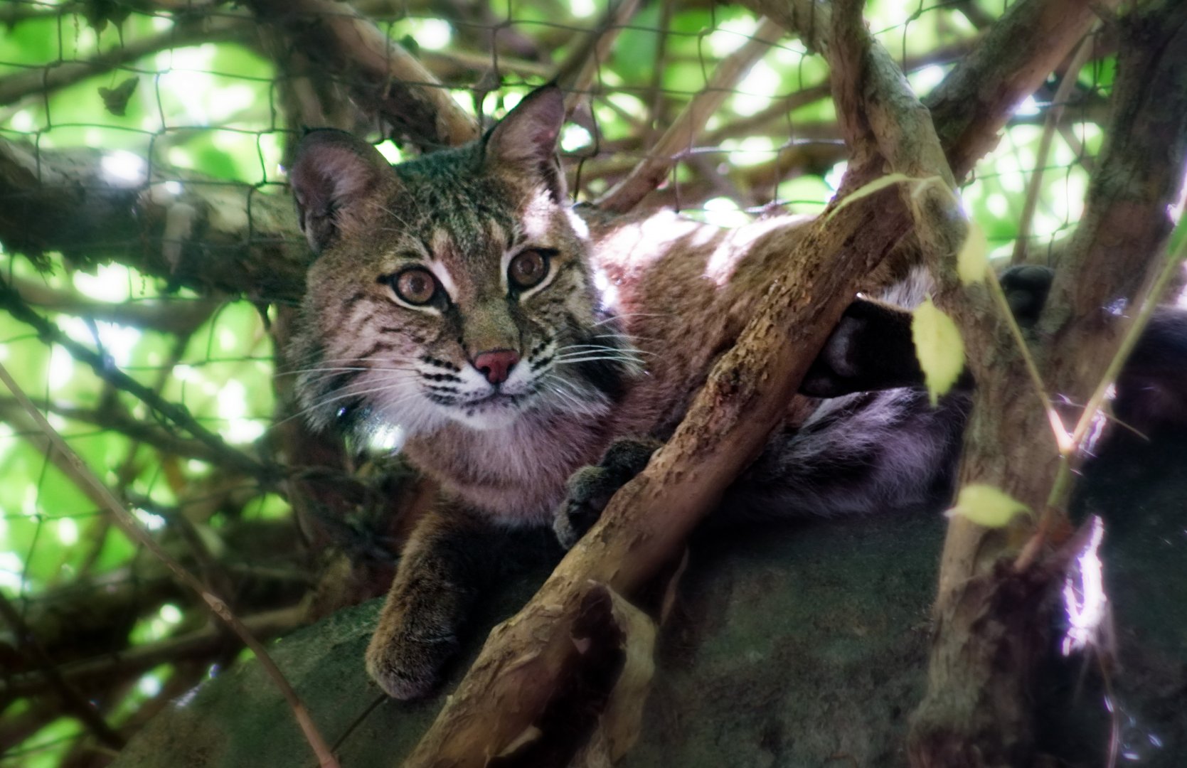 Aug. 2022 - North America: Streamside - Bobcat