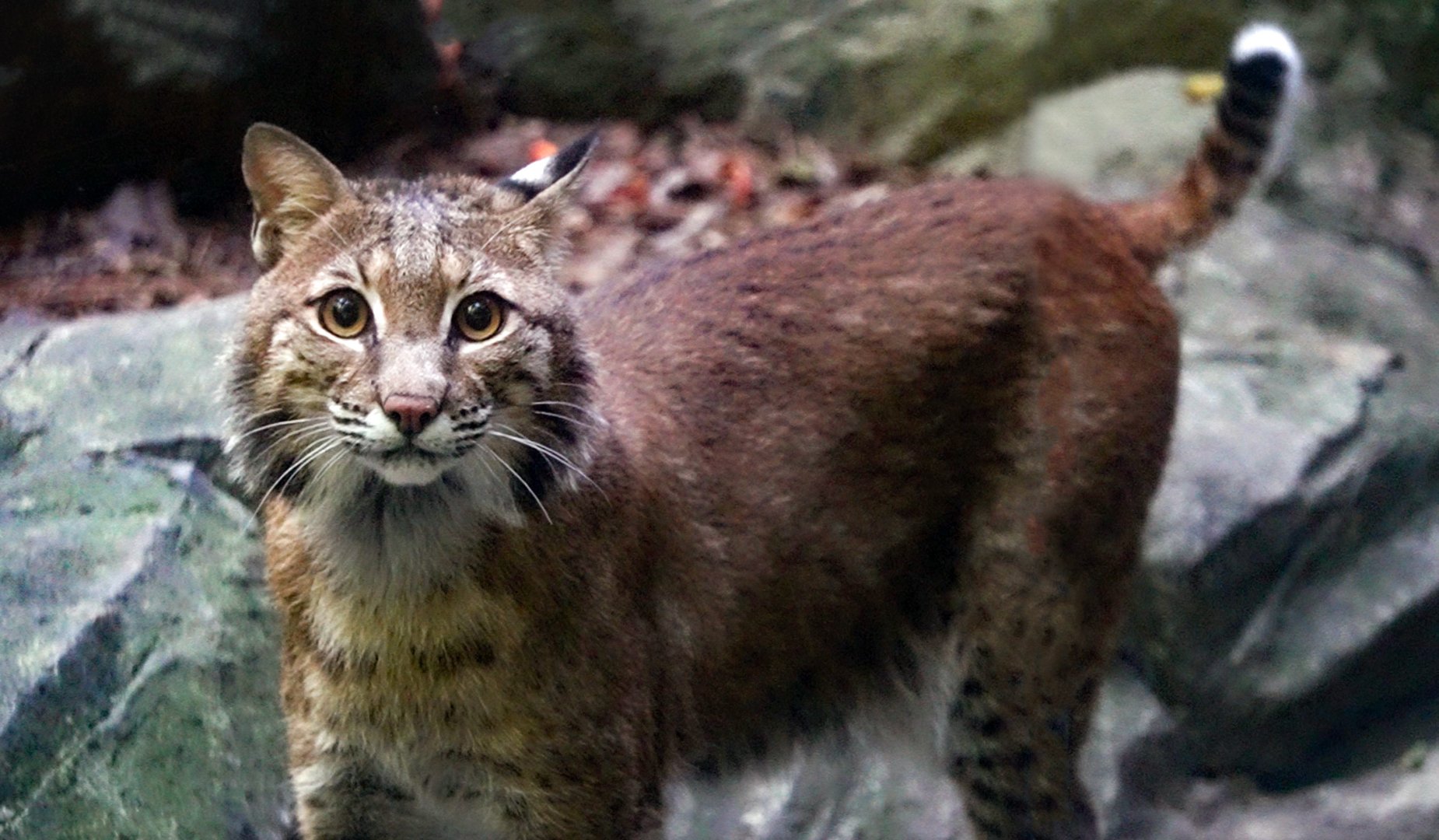Aug. 2022 - North America: Streamside - Bobcat