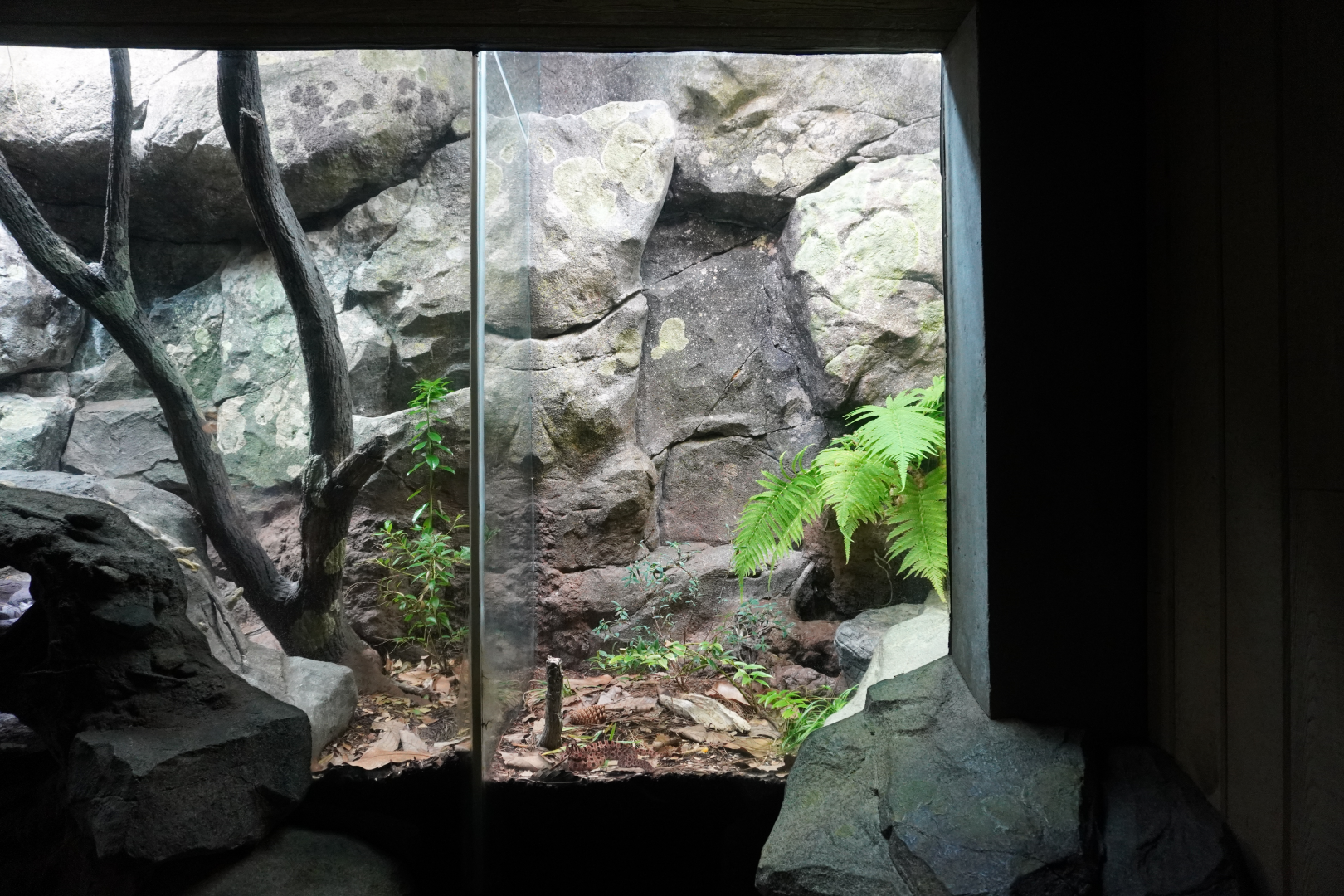 Aug. 2022 - North America: Streamside - Carolina Pygmy Rattlesnake Exhibit